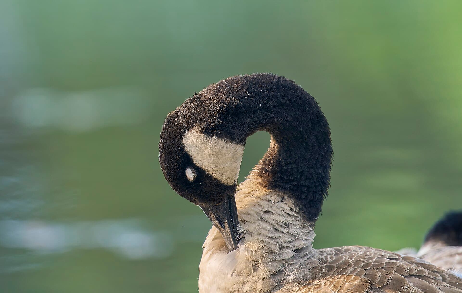 Canadese Gans (Branta canadensis) - 20240727 canada goose beaver brook open space PD207974