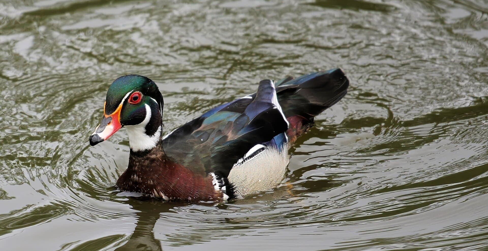 Carolina-eend (Aix sponsa) - Wood Duck Male Aix sponsa 04