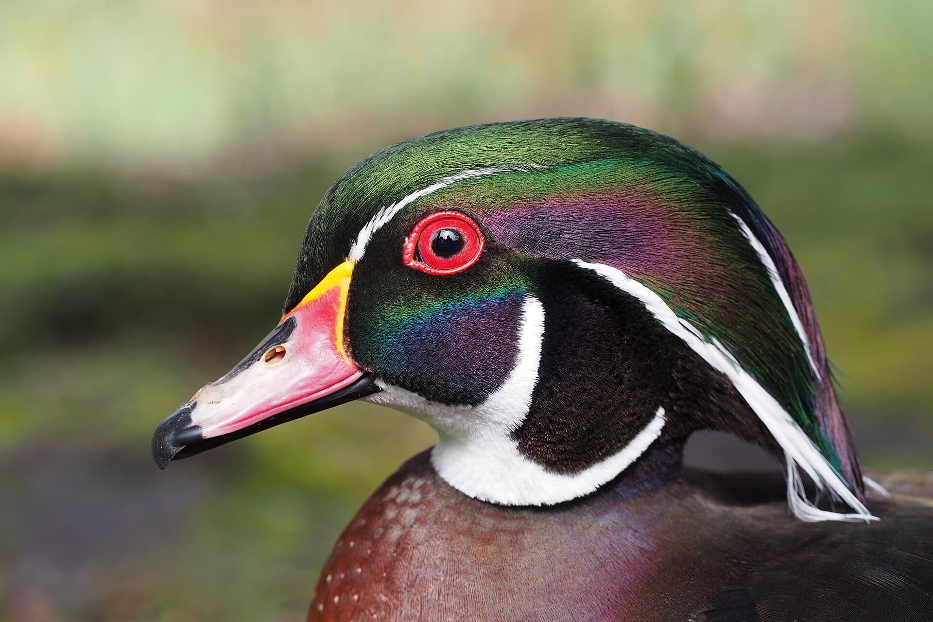 Carolina-eend (Aix sponsa) - Male Aix sponsa portrait