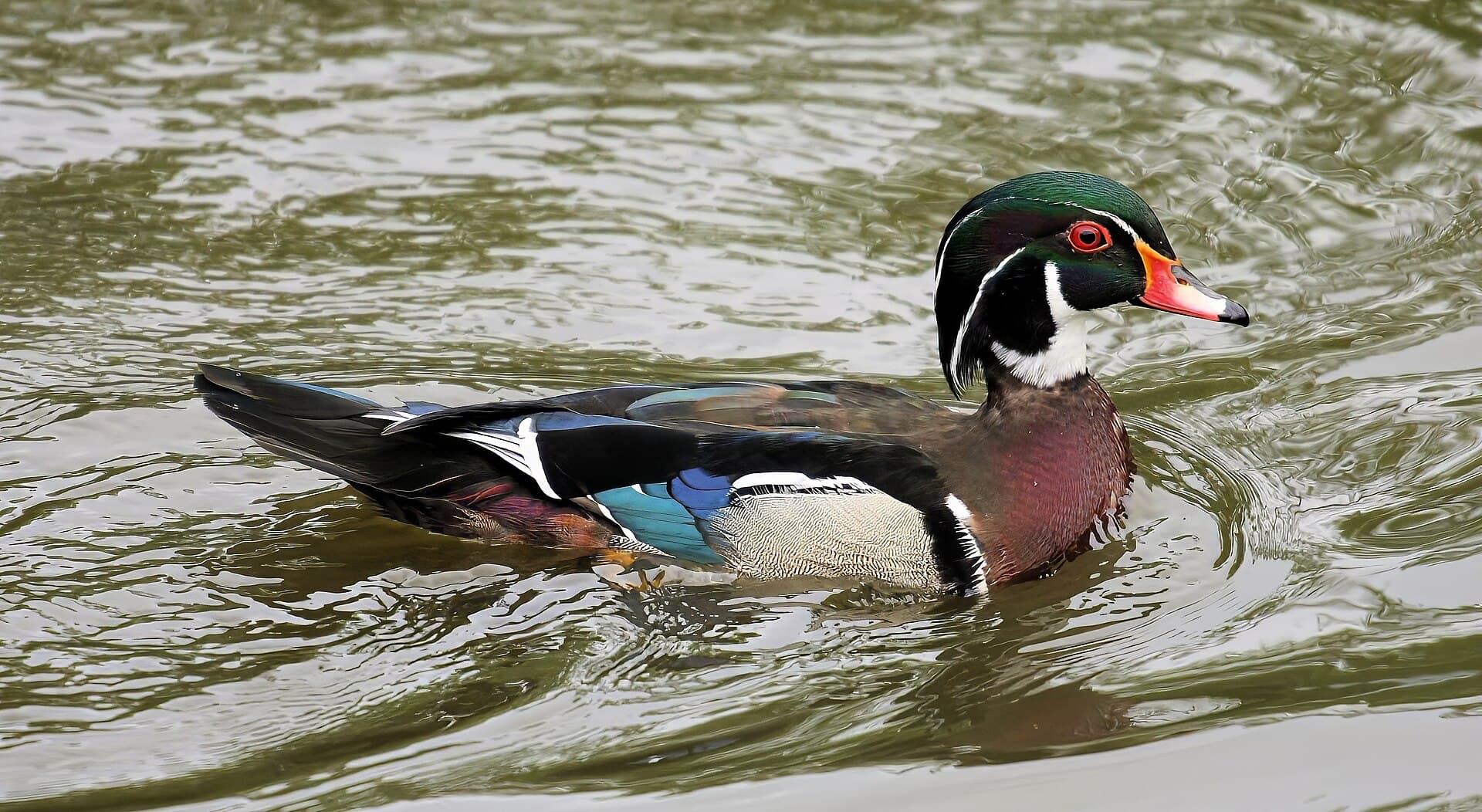 Carolina-eend (Aix sponsa) - Wood Duck Male Aix sponsa 03