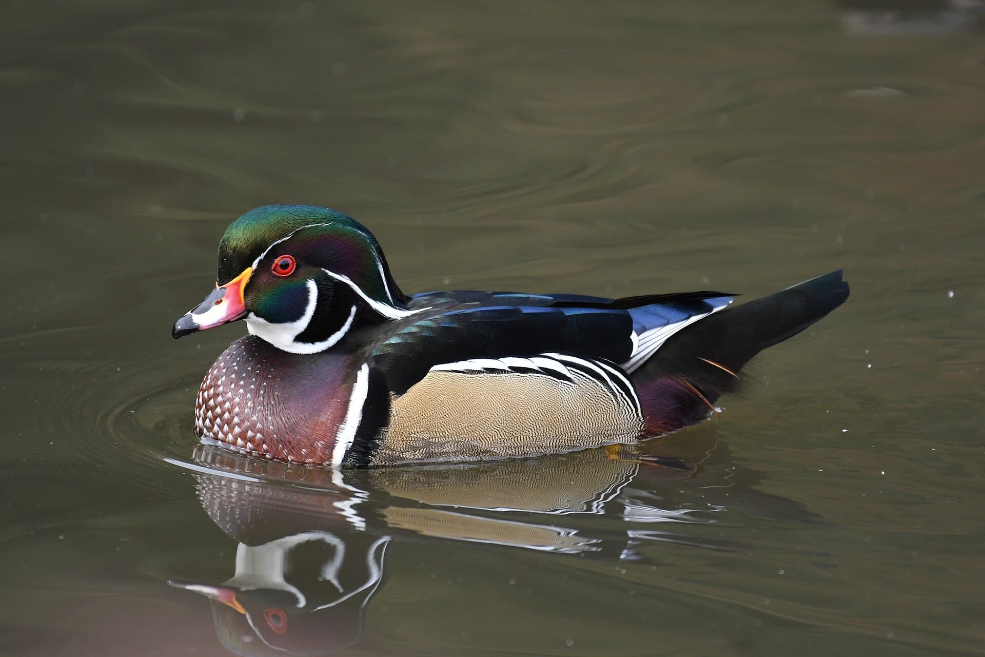 Carolina-eend (Aix sponsa) - Wood duck druid ridge cemetery 10.10.20 DSC 6035