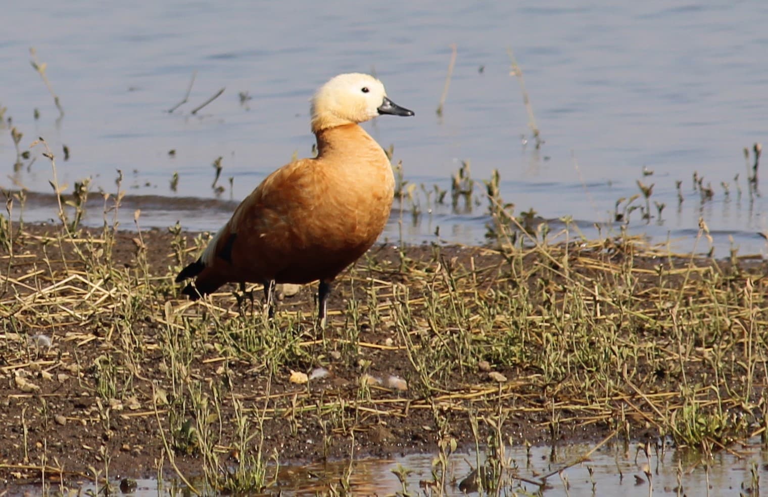 Casarca (Tadorna ferruginea) - Tadorna ferruginea at Veer Dam