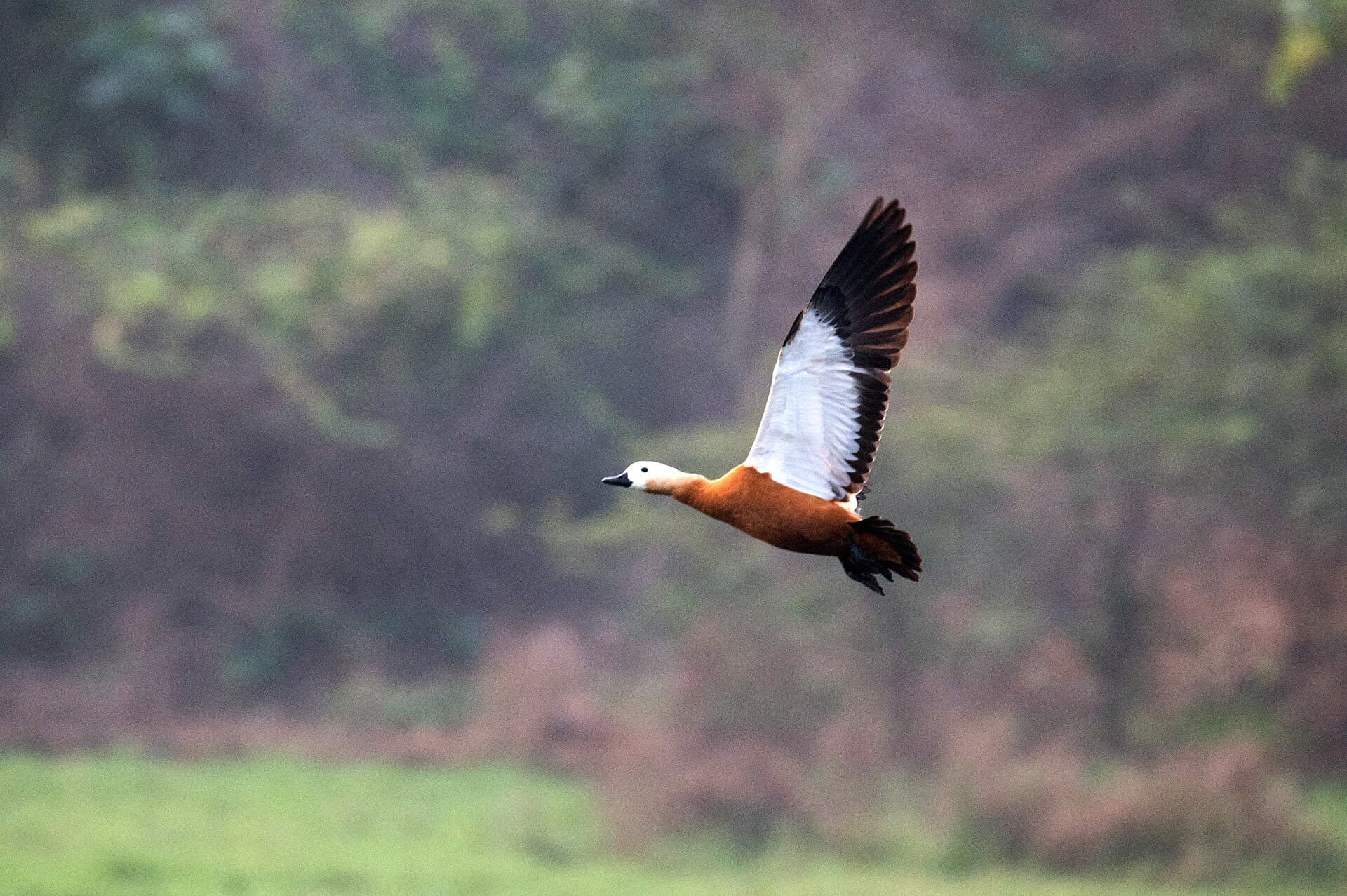 Casarca (Tadorna ferruginea) - Ruddy Shelduck at Vizag