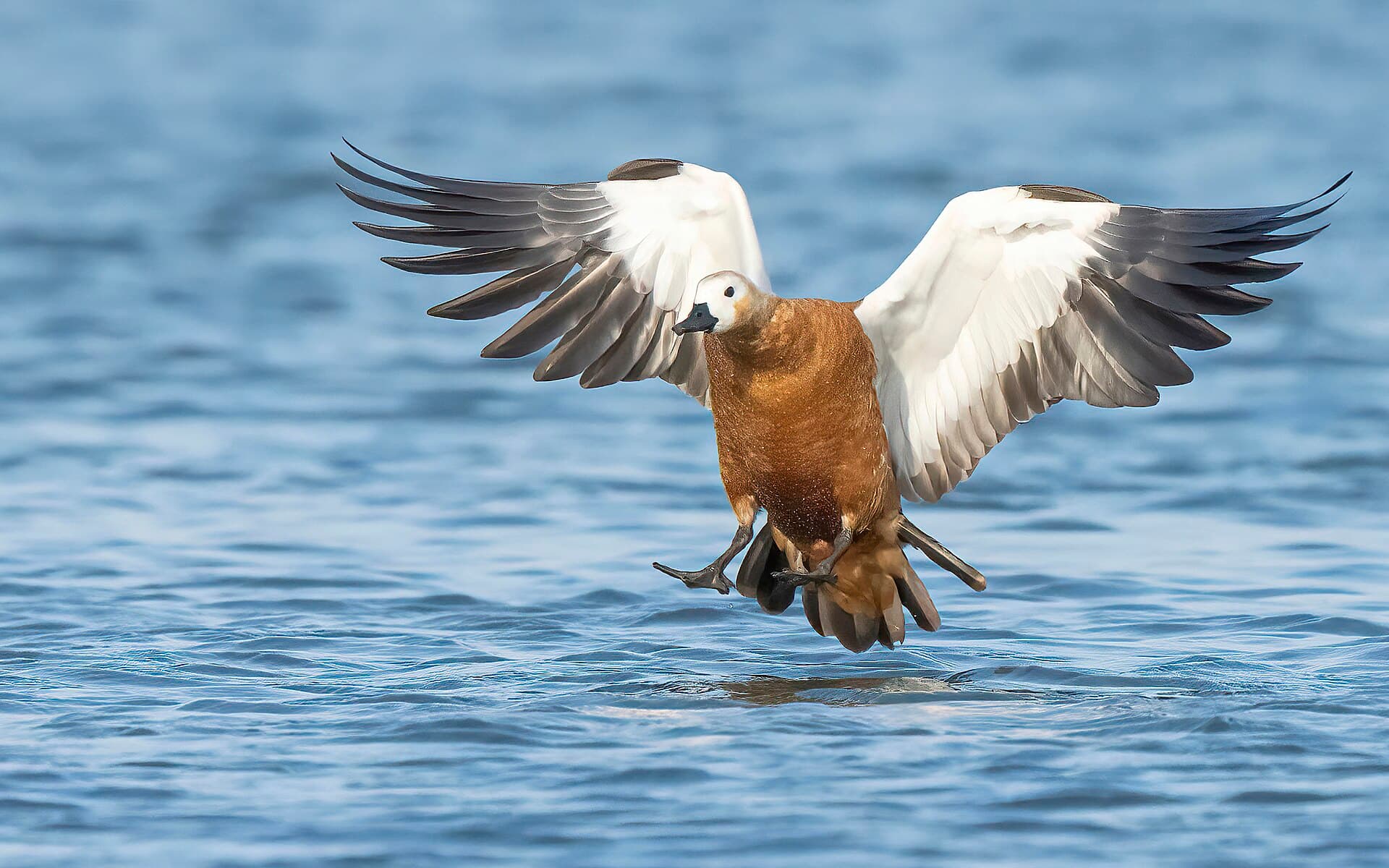 Casarca (Tadorna ferruginea) - The Ruddy shelduck