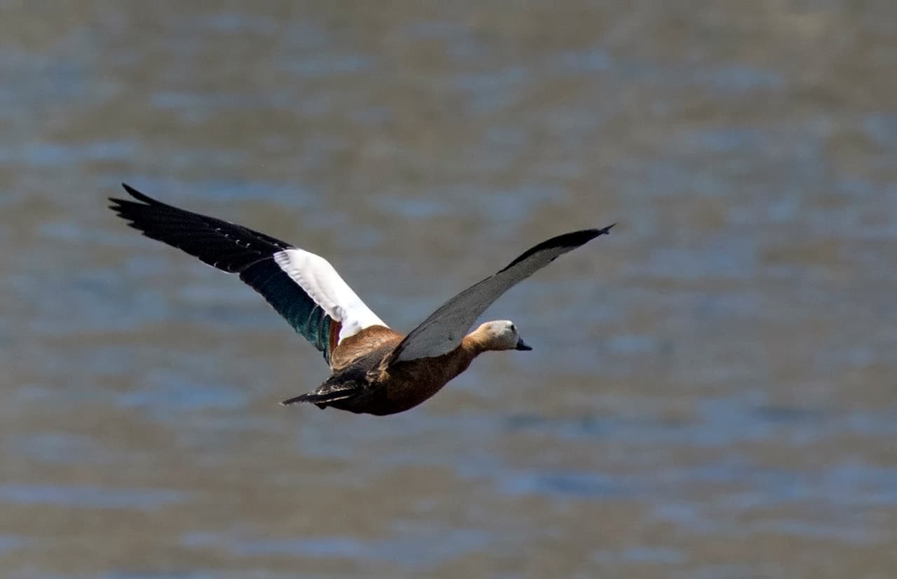 Casarca (Tadorna ferruginea) - Tadorna ferruginea - Ruddy shelduck 01