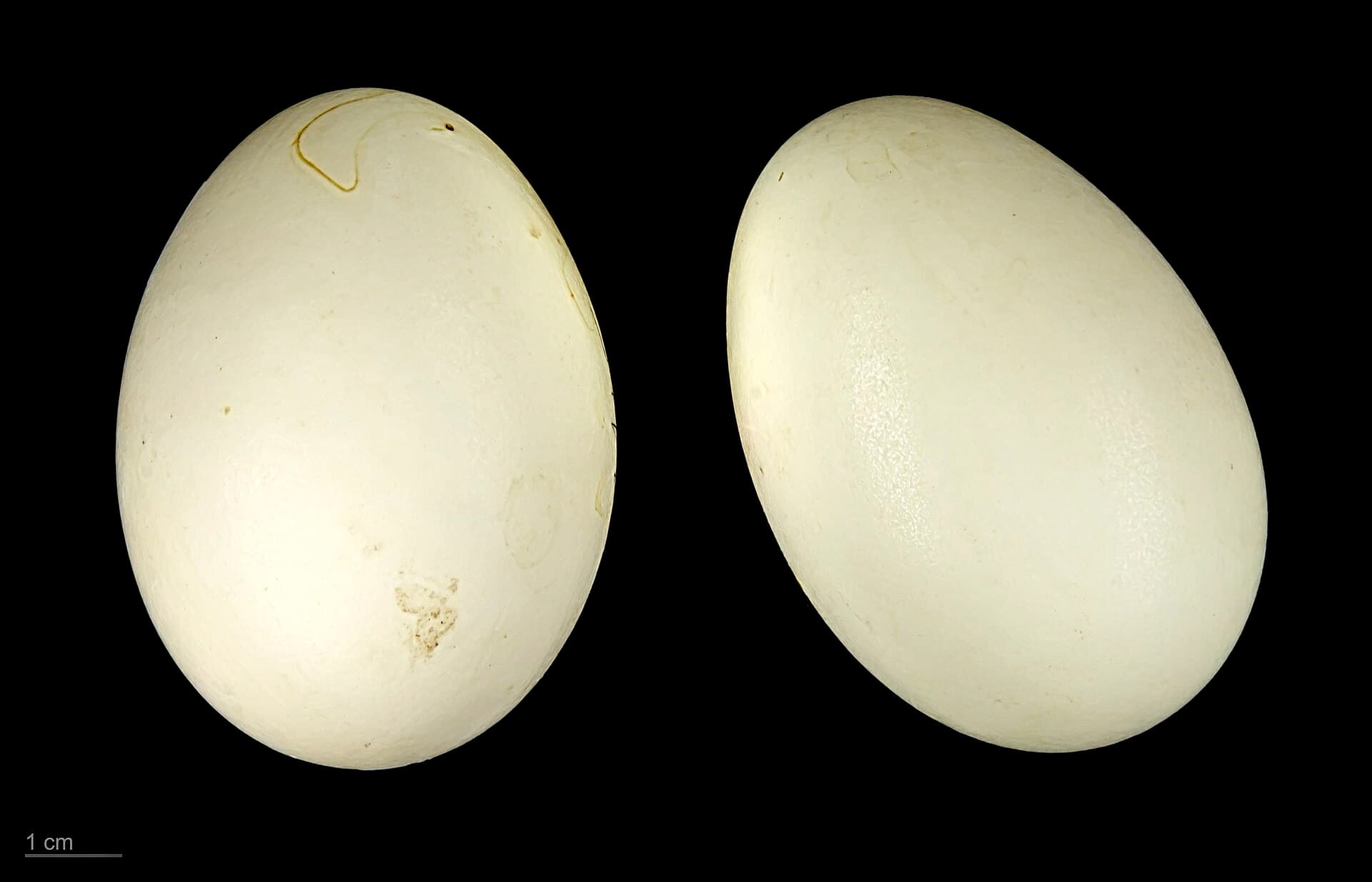 Casarca (Tadorna ferruginea) - Tadorna ferruginea MHNT.ZOO.2010.11.21.1