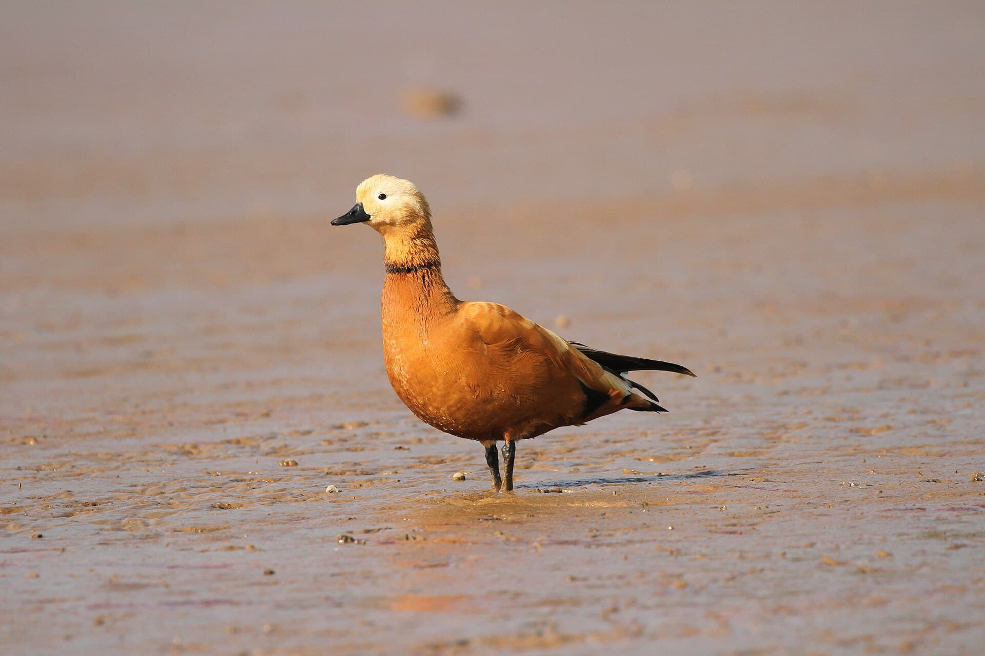 Casarca (Tadorna ferruginea) - Ruddy shelduck David Raju