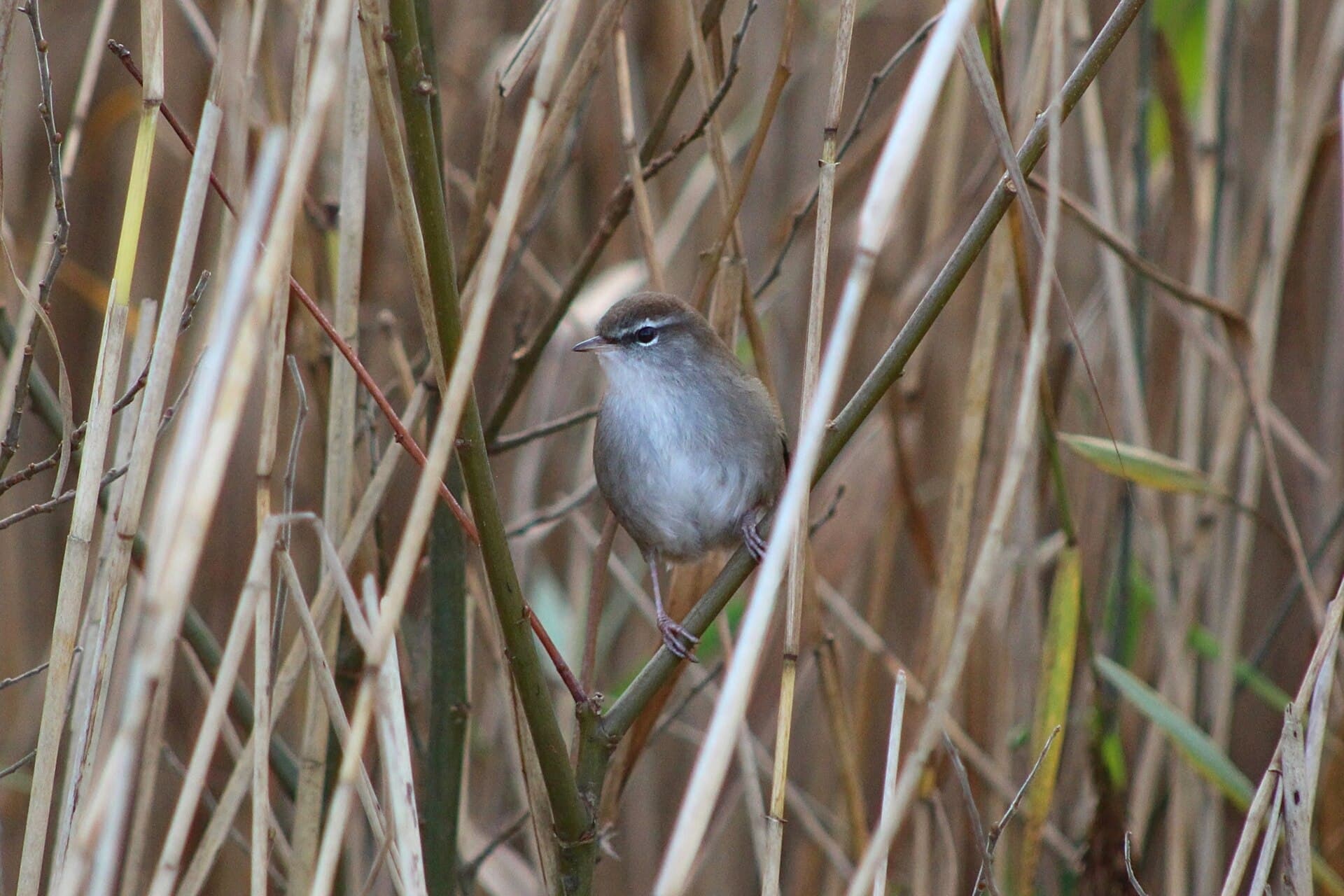 Cetti's Zanger (Cettia cetti) - Cetti's Warbler (Cettia cetti), Leighton Moss, Lancashire 2