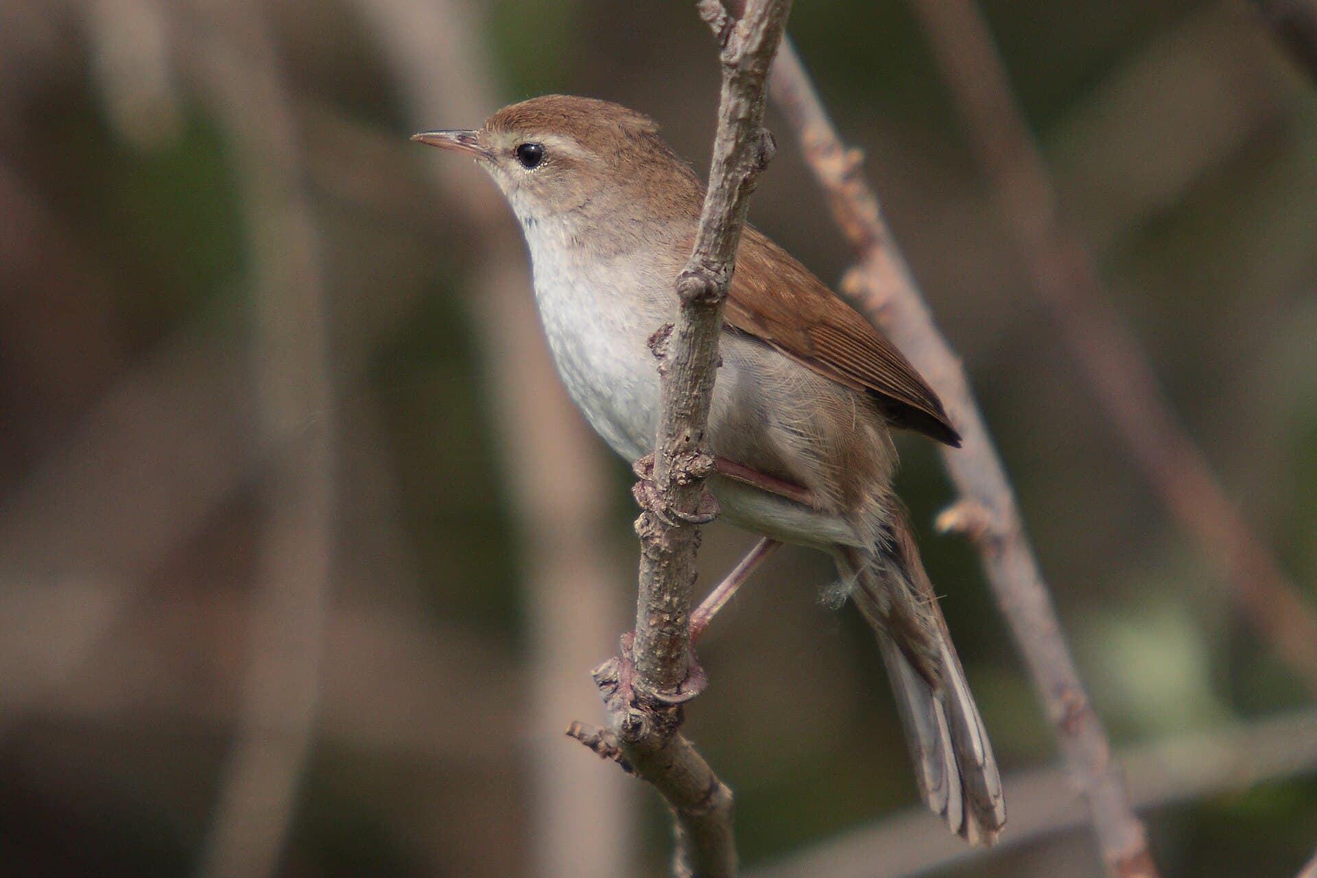 Cetti's Zanger (Cettia cetti) - 37-090505-cettis-warbler-at-Kalloni-east-river