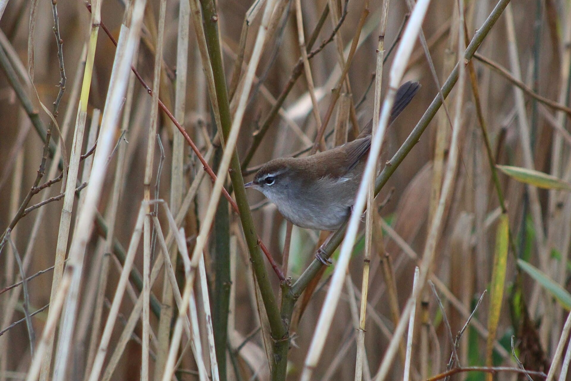 Cetti's Zanger (Cettia cetti) - Cetti's Warbler (Cettia cetti), Leighton Moss, Lancashire 3