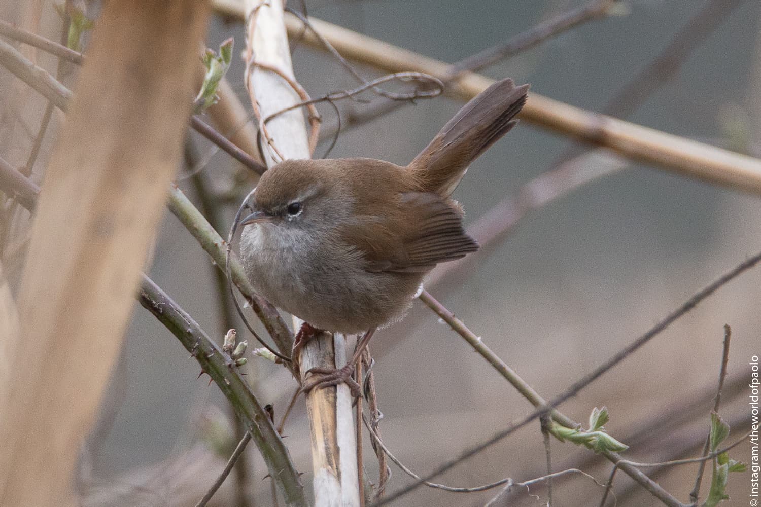 Cetti's Zanger (Cettia cetti) - Cettia cetti cetti, Bergamo, Lombardia, Italia 1