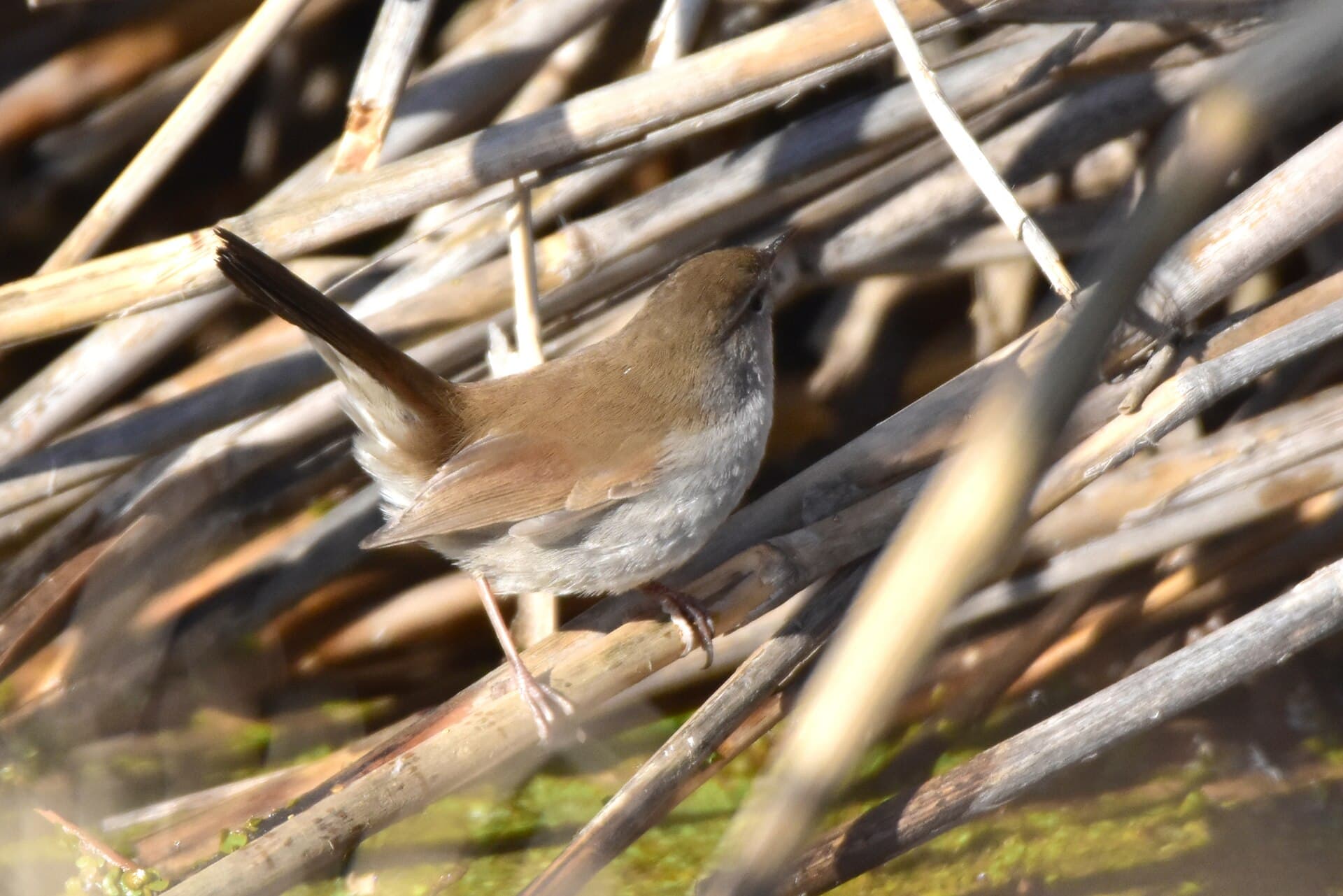 Cetti's Zanger (Cettia cetti) - Cettia cetti albiventris, Ordabasynskiy, Kazakhstan 2