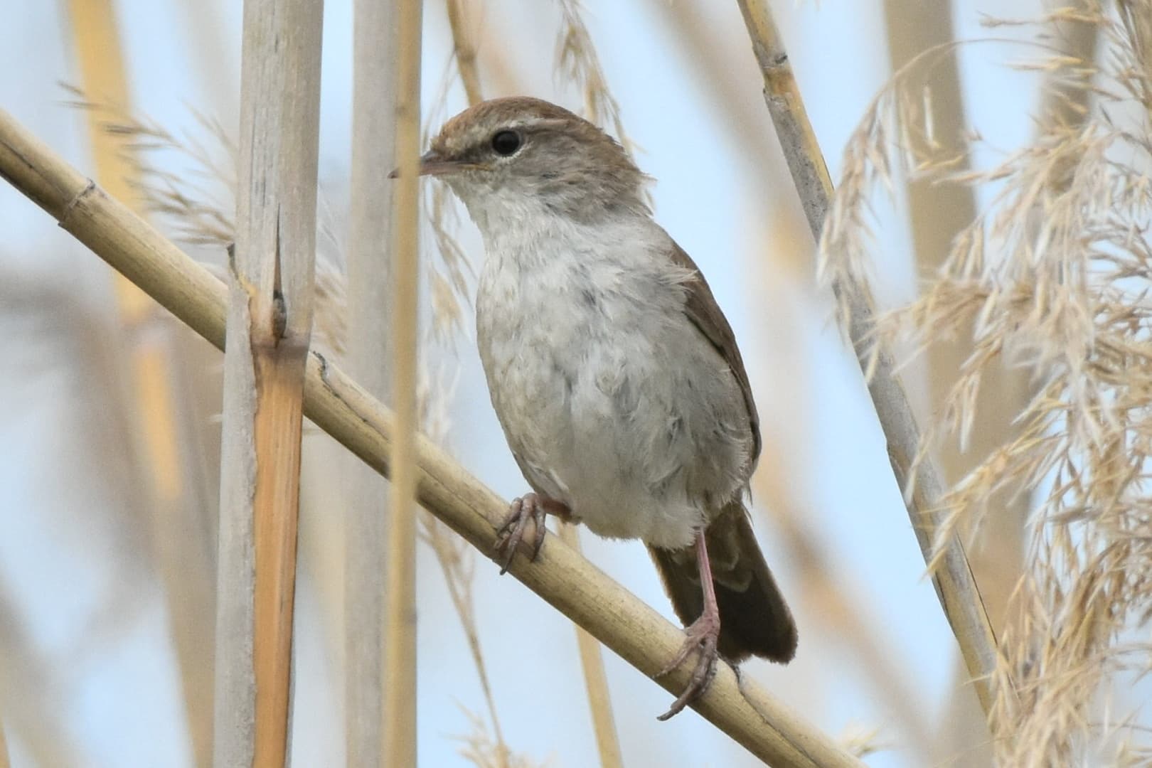 Cetti's Zanger (Cettia cetti) - Cettia cetti orientalis, Novokayakent, Dagestan, Russia 1