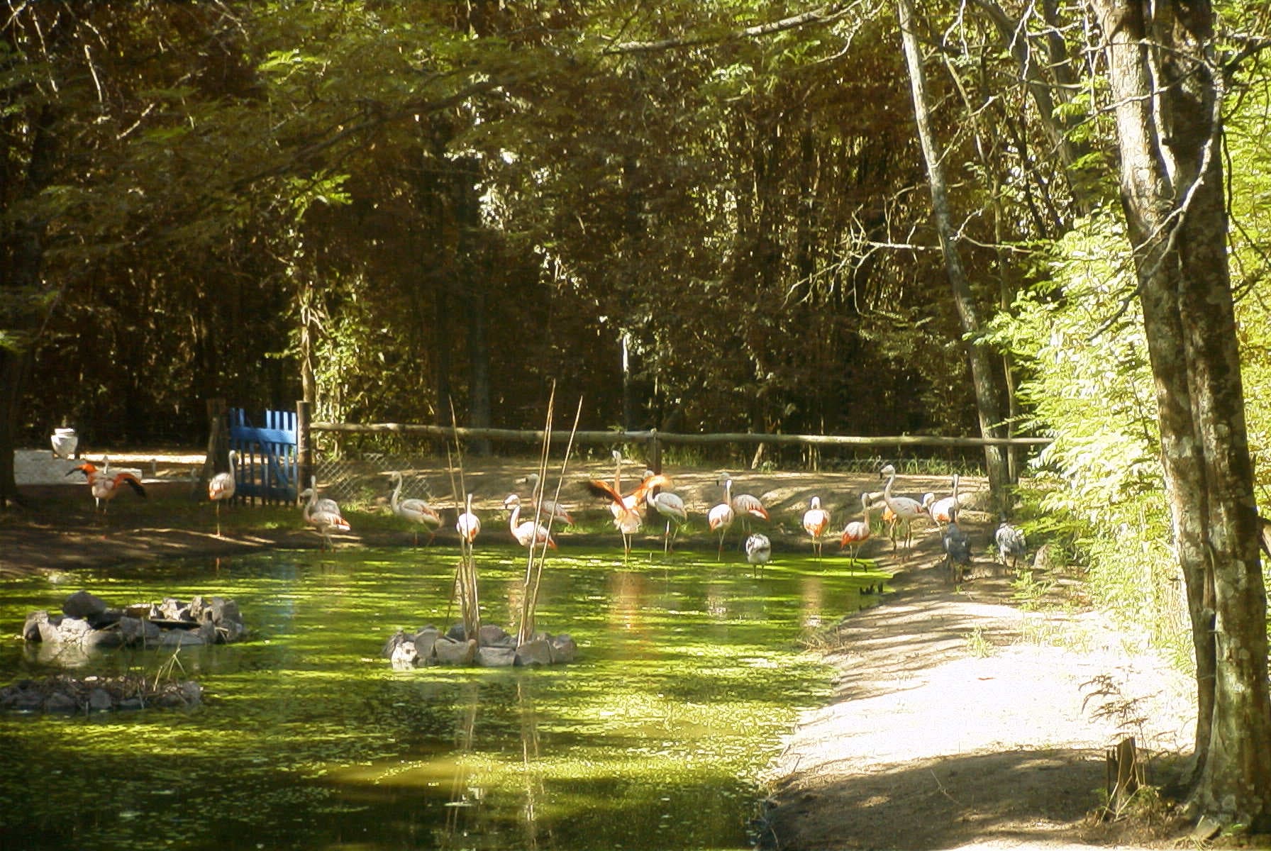 Chileense Flamingo (Phoenicopterus chilensis) - Zoo-1-América (Argentina)