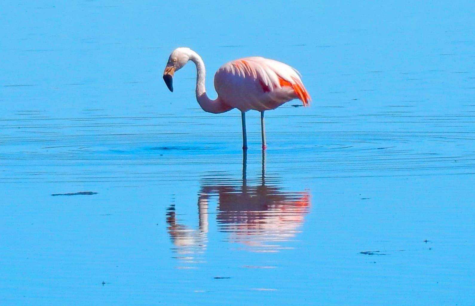 Chileense Flamingo (Phoenicopterus chilensis) - Flamingo Lago Argentino (34240717936)