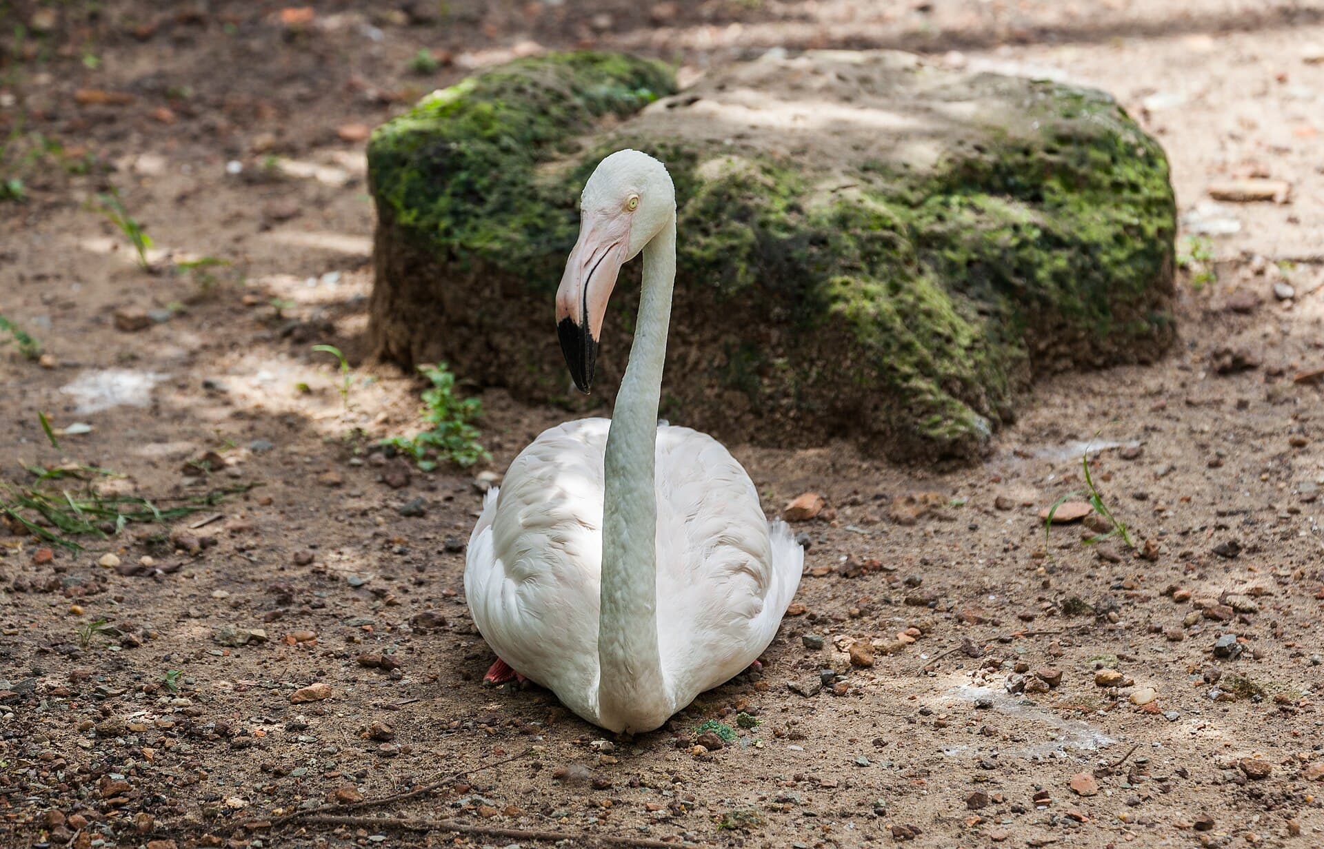 Chileense Flamingo (Phoenicopterus chilensis) - Flamenco chileno (Phoenicopterus chilensis), Zoo de Ciudad Ho Chi Minh, Vietnam, 2013-08-14, DD 02