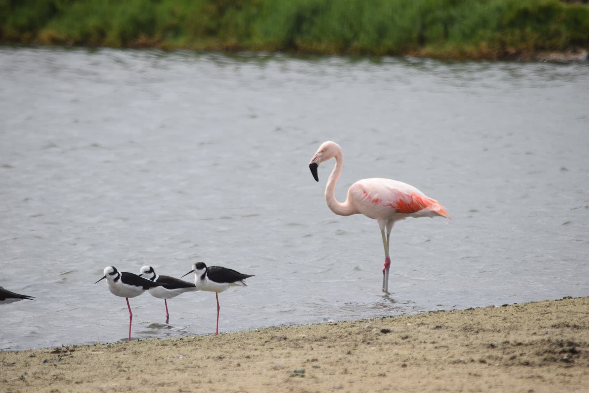 Chileense Flamingo (Phoenicopterus chilensis) - Phoenicopterus chilensis Flamenco chileno Chilean flamingo 01