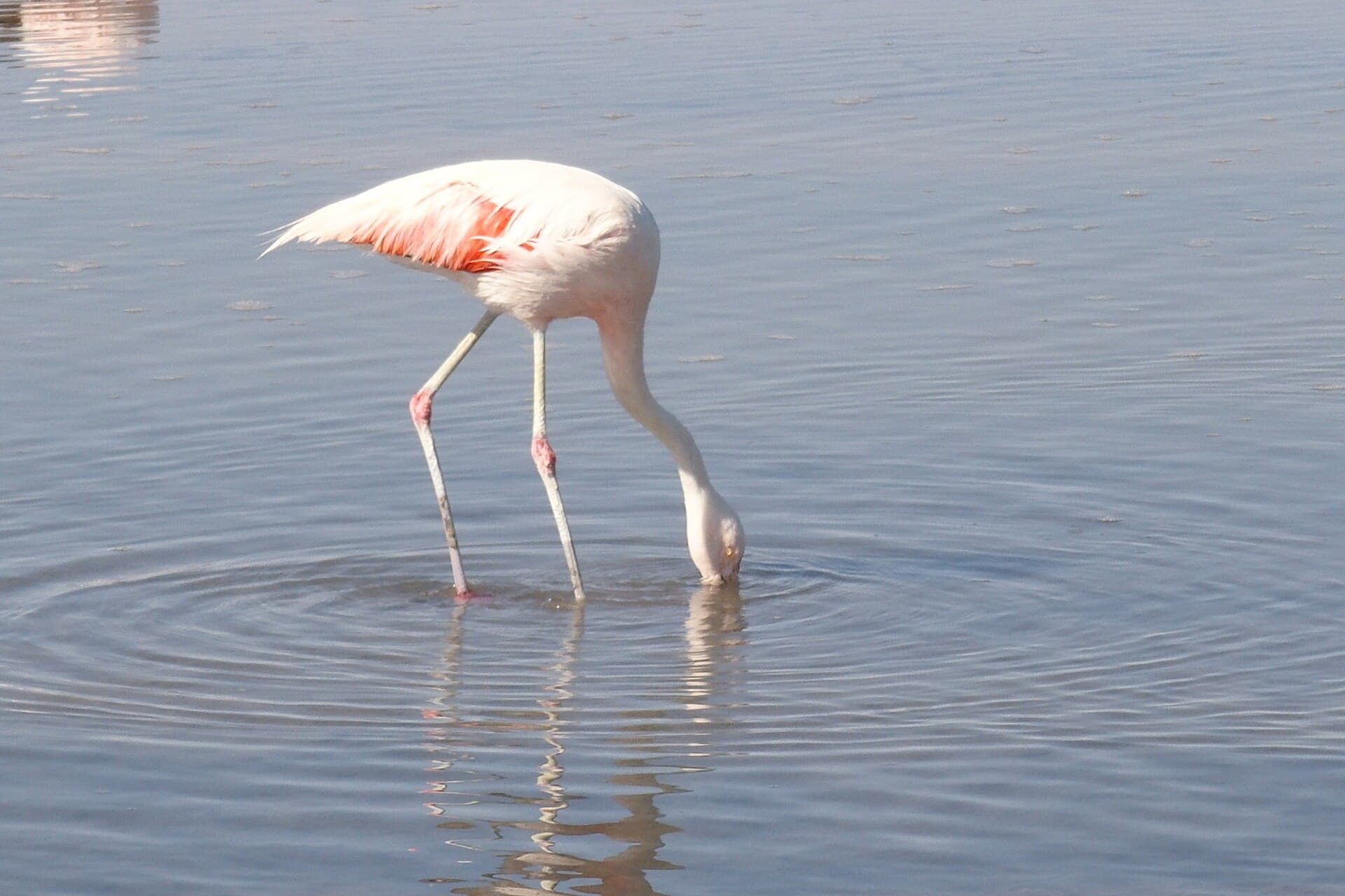 Chileense Flamingo (Phoenicopterus chilensis) - Phoenicopterus chilensis at Salar de Atacama 3