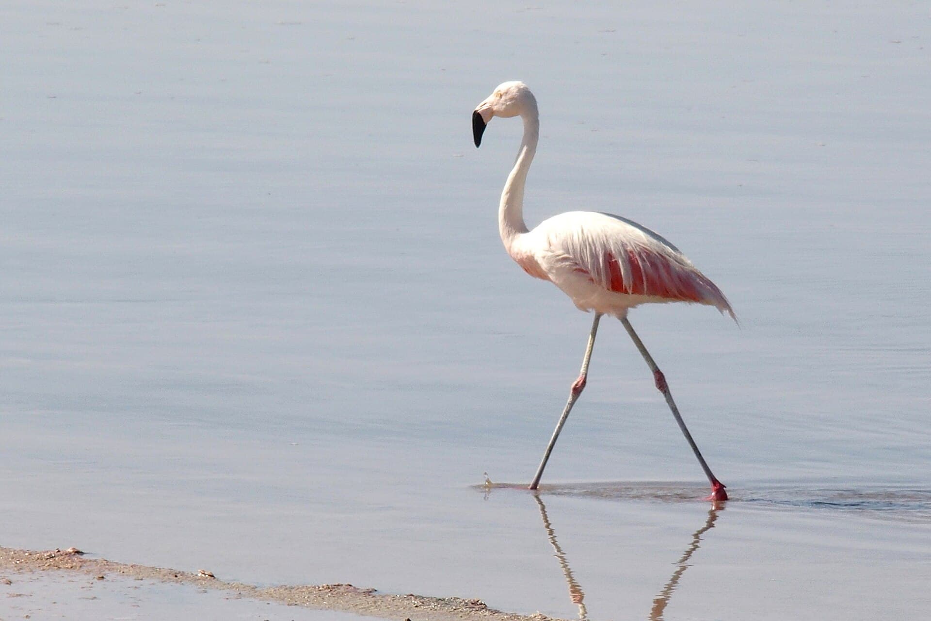 Chileense Flamingo (Phoenicopterus chilensis) - Phoenicopterus chilensis at Salar de Atacama 6