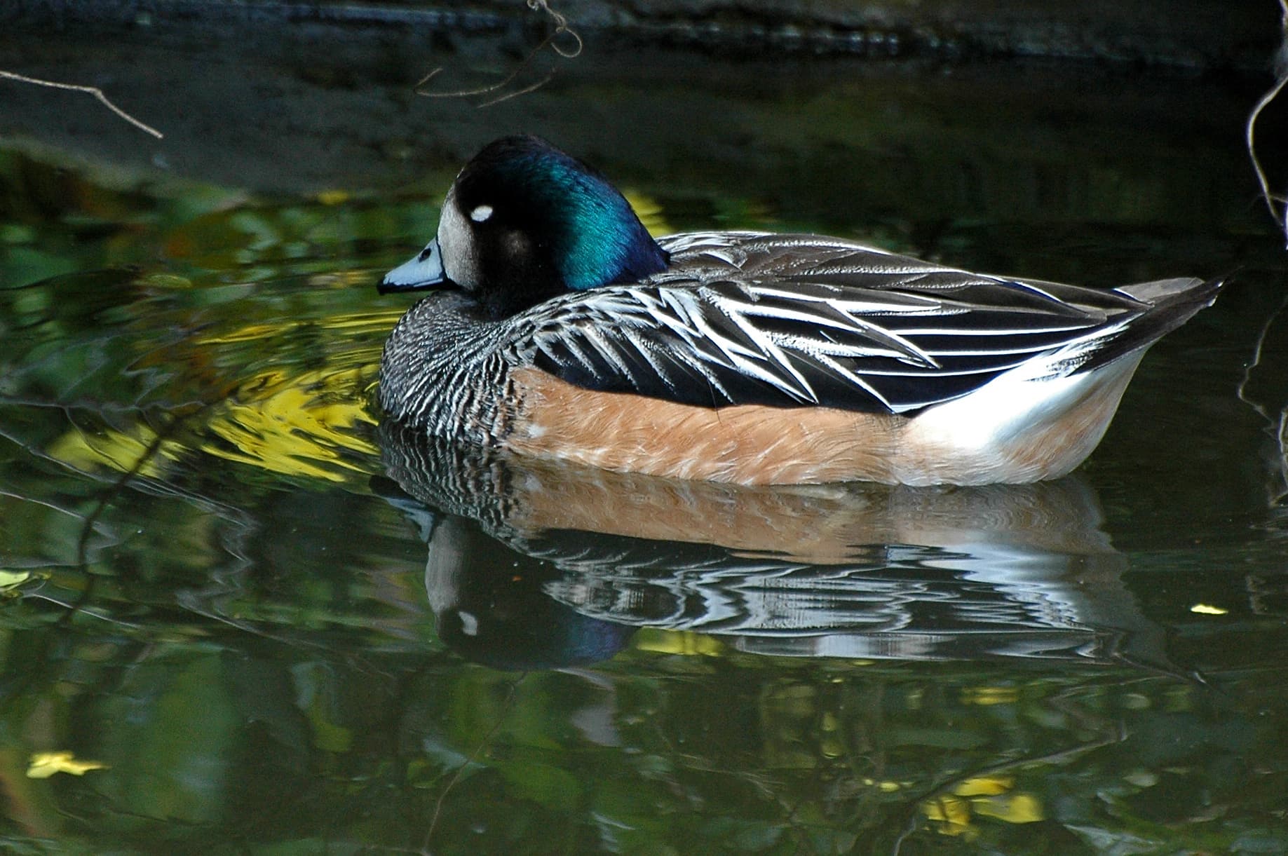 Chileense Smient (Mareca sibilatrix) - Chiloe Wigeon