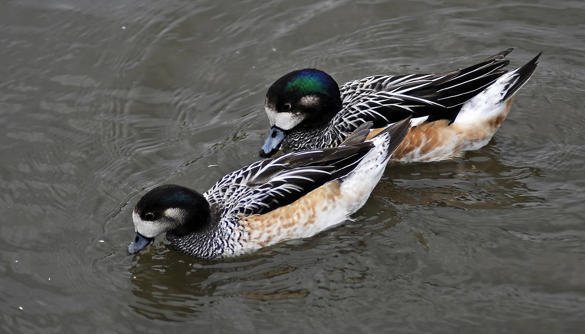 Chileense Smient (Mareca sibilatrix) - Chiloe wigeon
