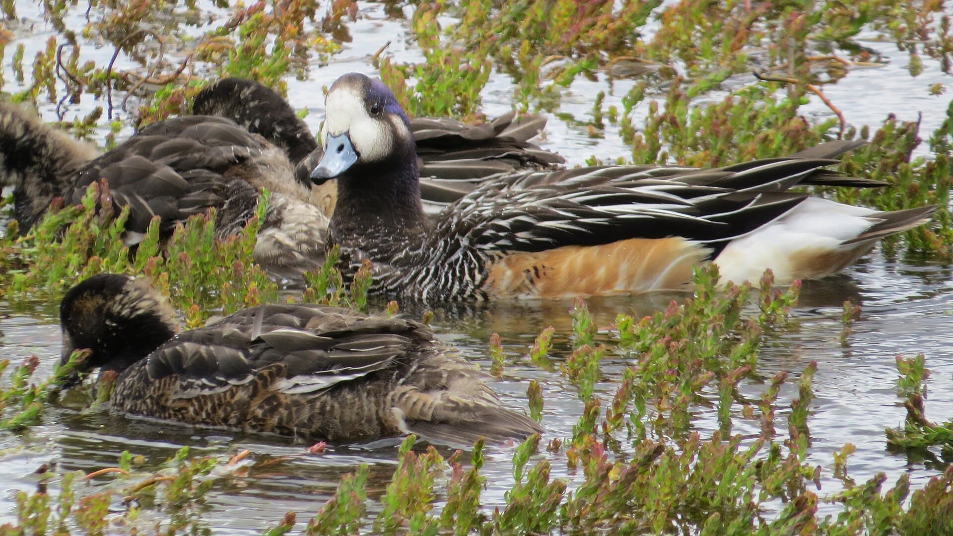 Chileense Smient (Mareca sibilatrix) - Chiloe Wigeon adult and juveniles, Río Murta, Aysen, Chile