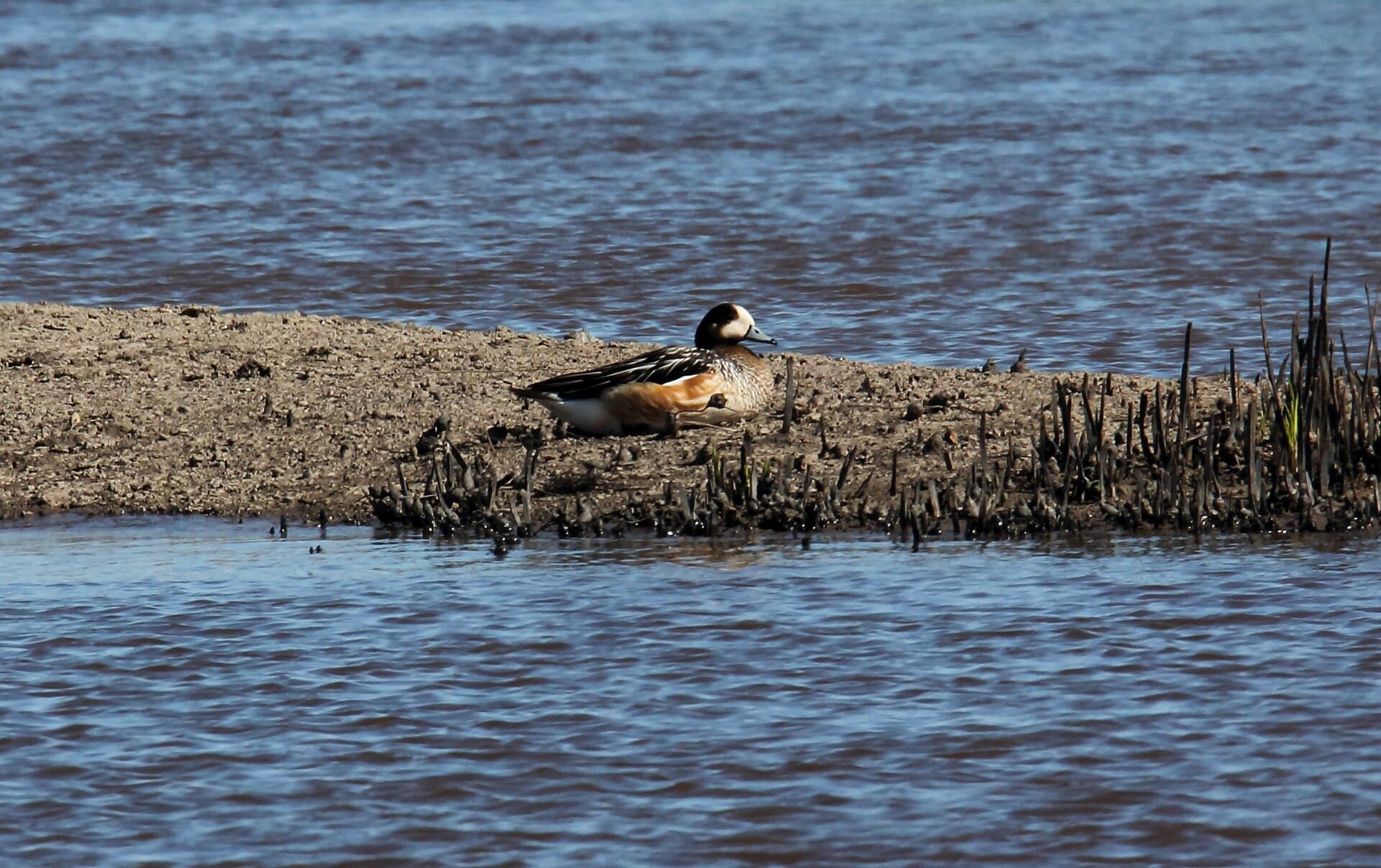 Chileense Smient (Mareca sibilatrix) - Chiloe Wigeon (Anas sibilatrix) (15770008837)