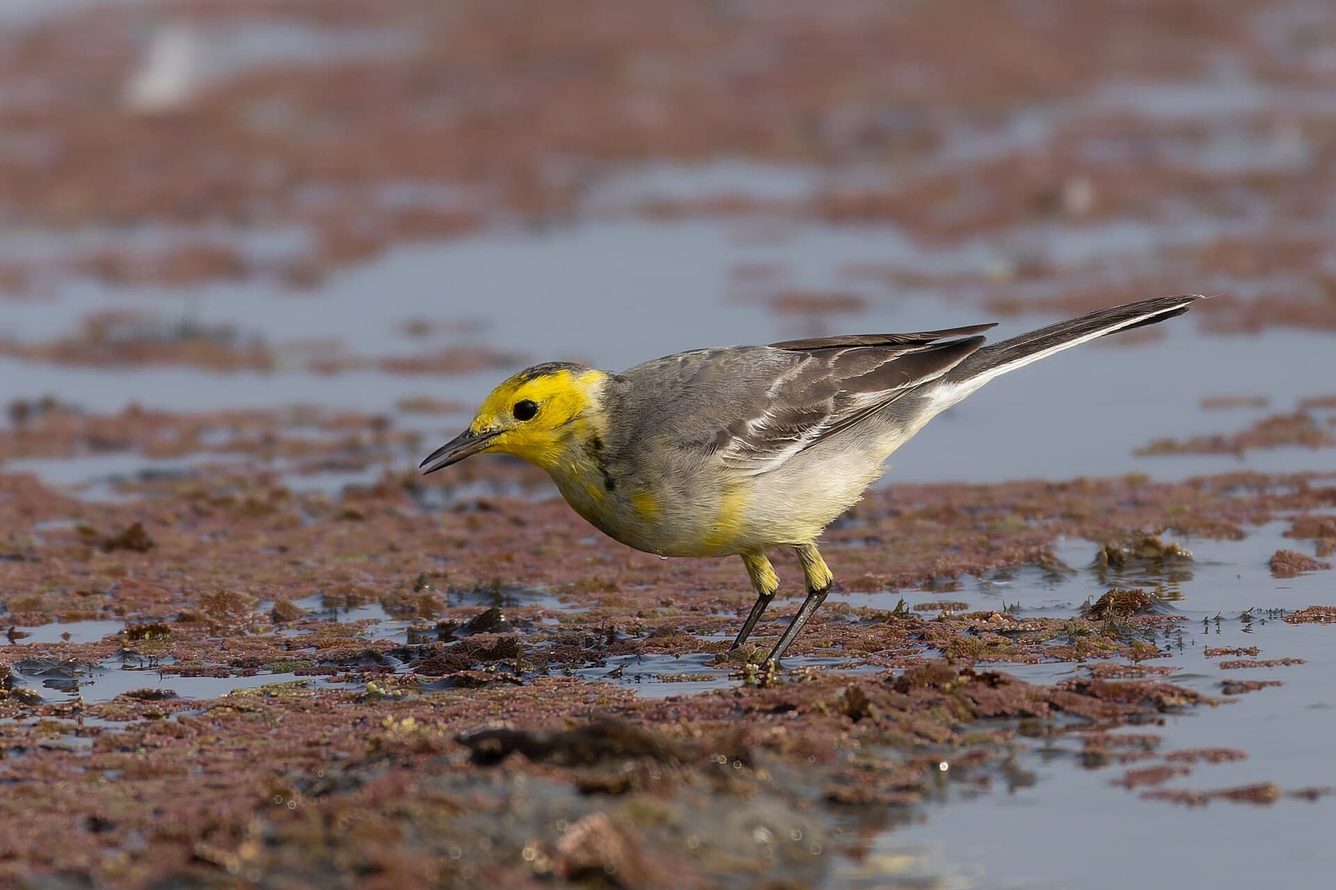 Citroenkwikstaart (Motacilla citreola) - Citrine Wagtail by Tisha Mukherjee 05