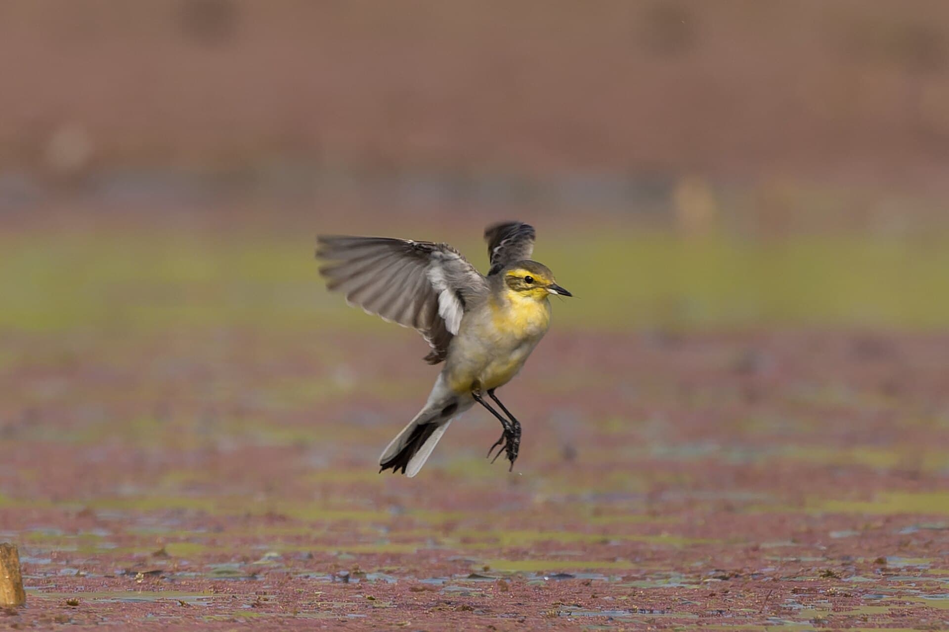Citroenkwikstaart (Motacilla citreola) - Citrine Wagtail by Tisha Mukherjee 15