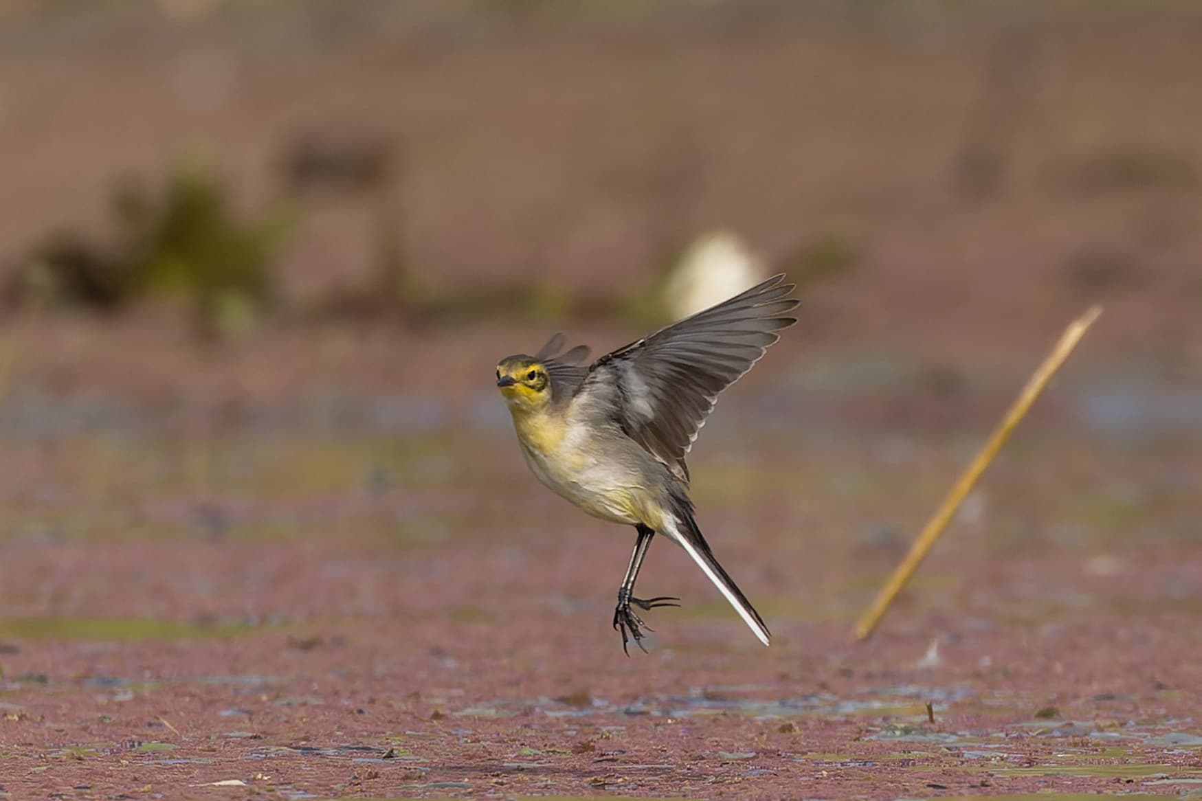 Citroenkwikstaart (Motacilla citreola) - Citrine Wagtail by Tisha Mukherjee 17