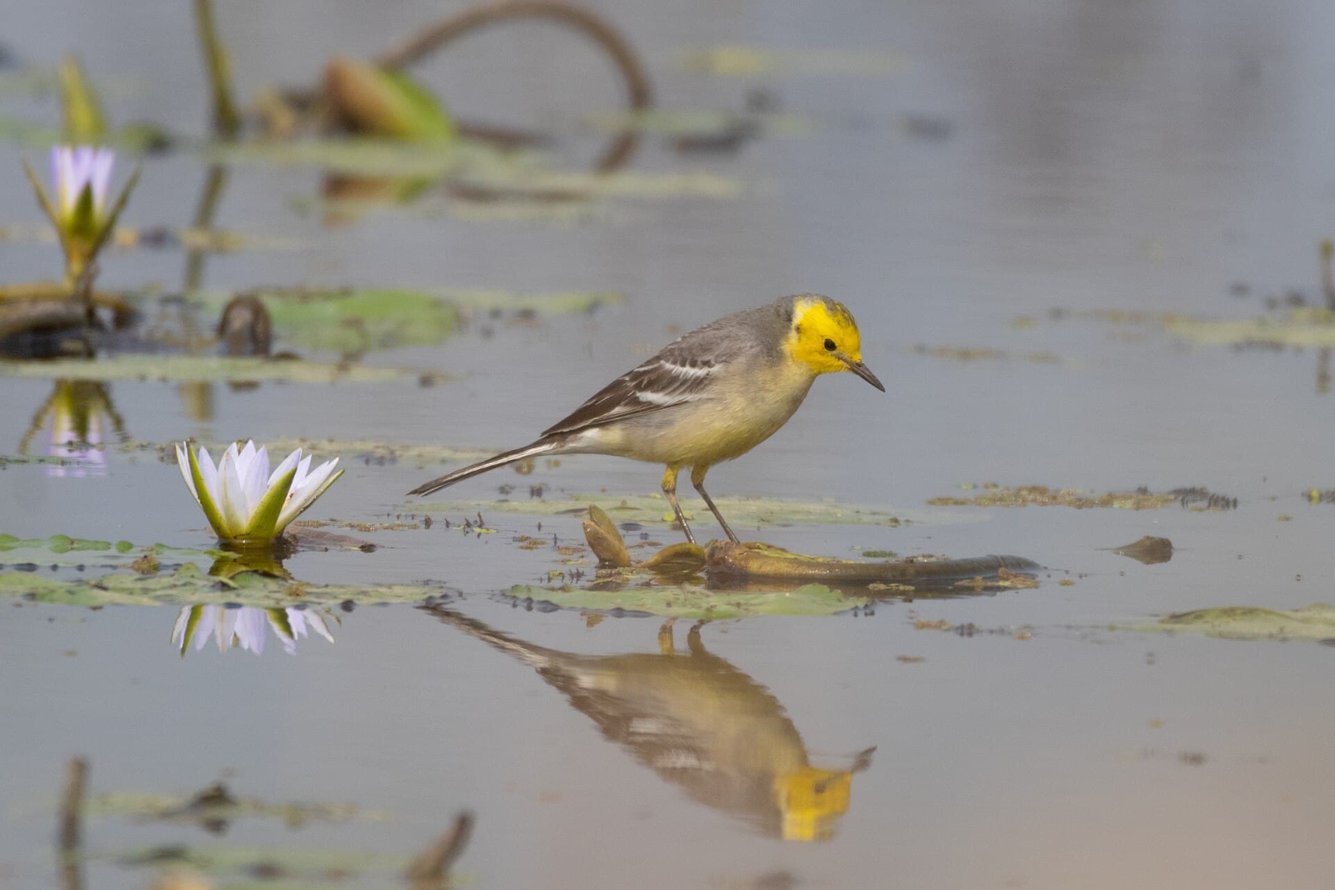 Citroenkwikstaart (Motacilla citreola) - Citrine Wagtail by Tisha Mukherjee 22