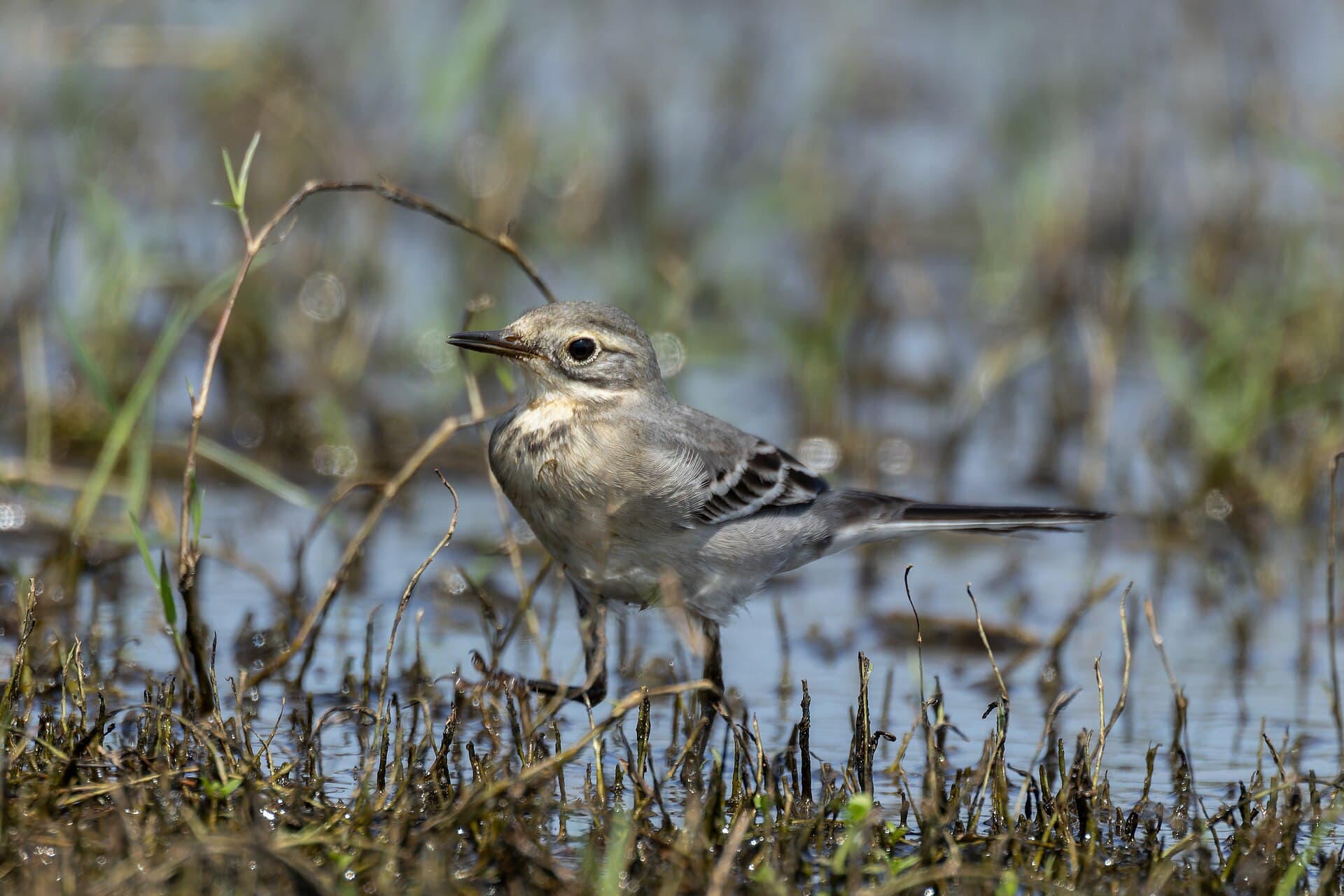 Citroenkwikstaart (Motacilla citreola) - Citrine wagtail by Tisha Mukherjee 02