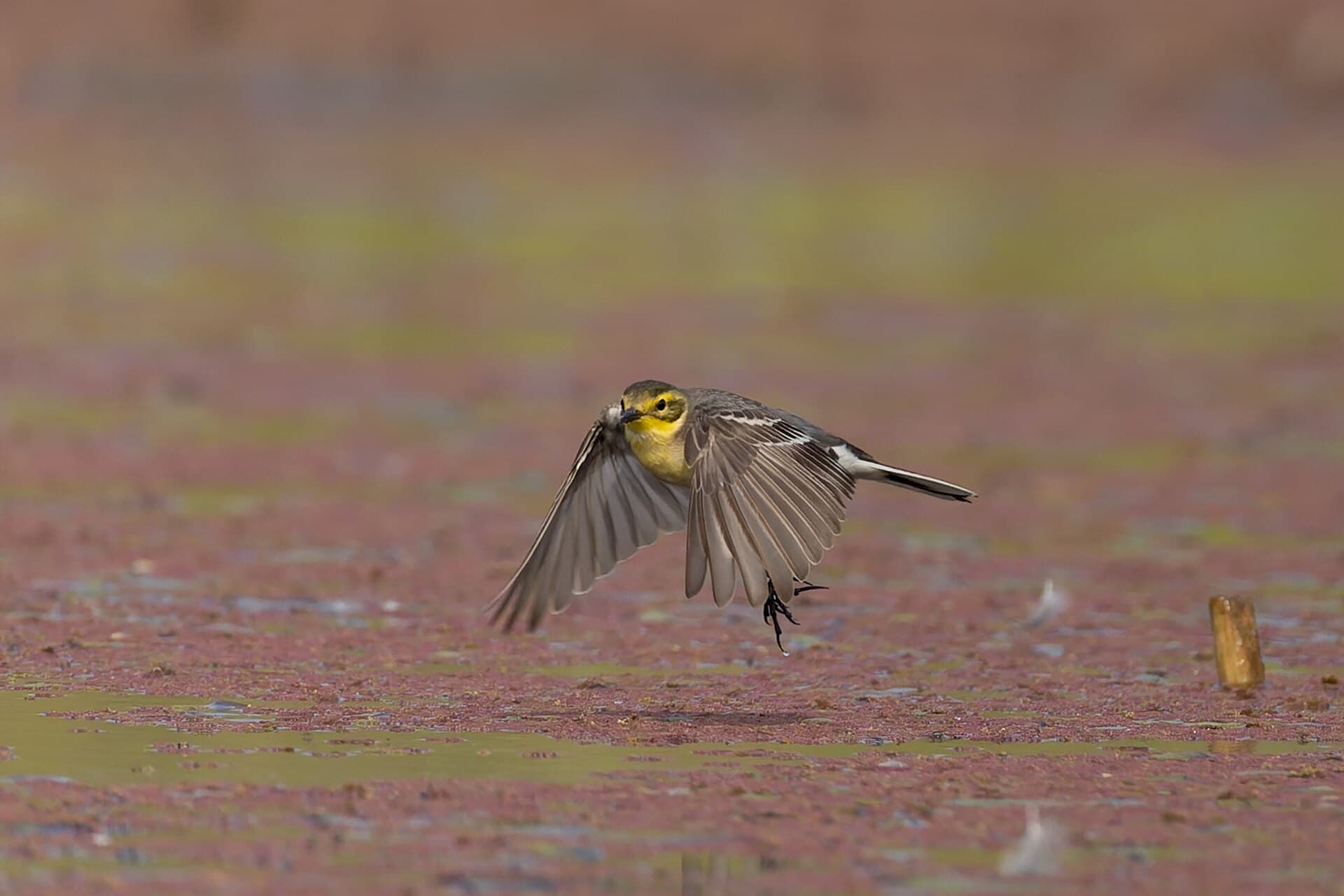Citroenkwikstaart (Motacilla citreola) - Citrine Wagtail by Tisha Mukherjee 14
