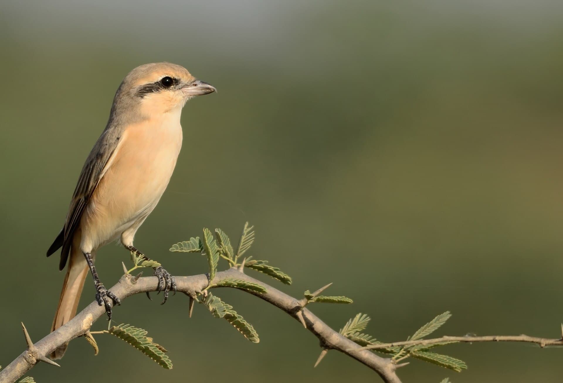 Daurische Klauwier (Lanius isabellinus) - Lanius isabellinus GRK
