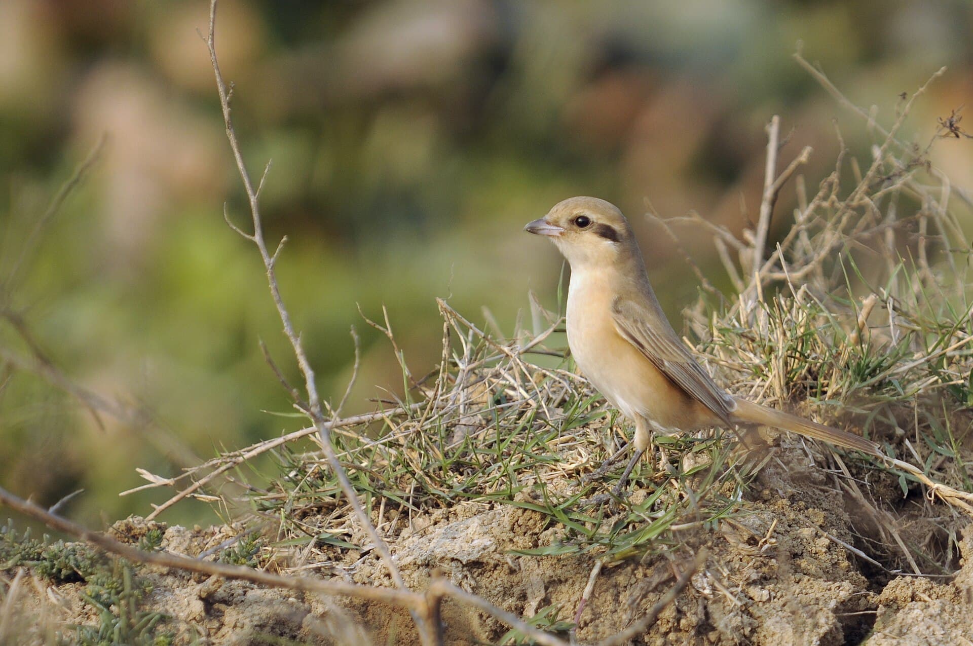 Daurische Klauwier (Lanius isabellinus) - Basai Wetland Gurgaon DSC9380 Isabelline shrike