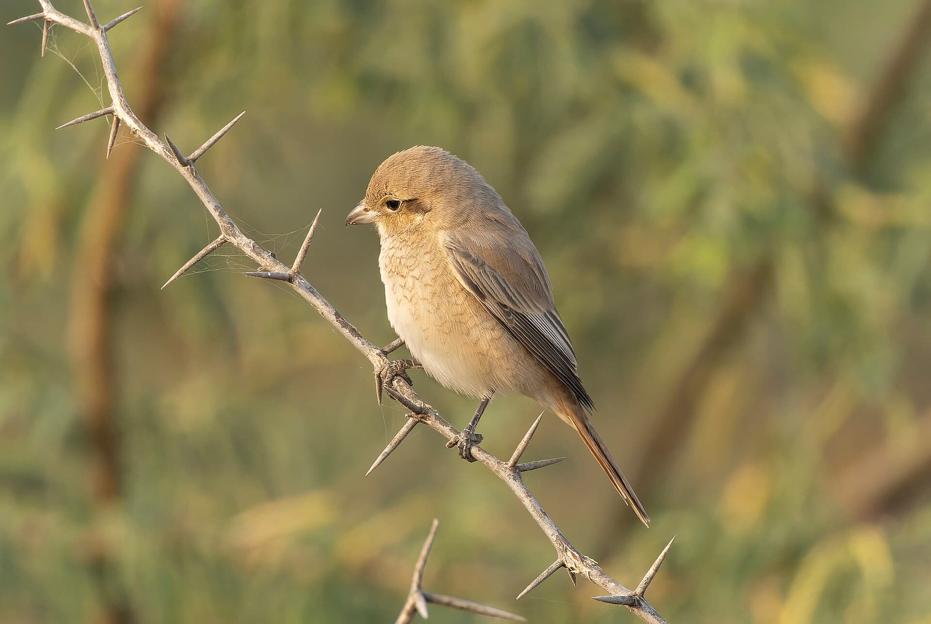 Daurische Klauwier (Lanius isabellinus) - Isabelline Shrike in Tal Chhapar Sanctuary November 2025 by Tisha Mukherjee 05