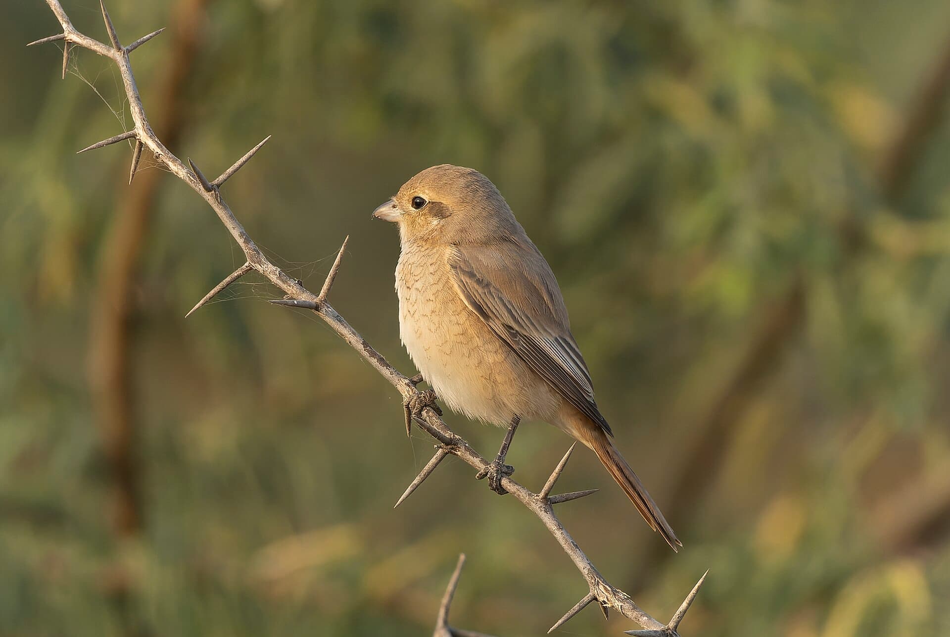 Daurische Klauwier (Lanius isabellinus) - Isabelline Shrike in Tal Chhapar Sanctuary November 2025 by Tisha Mukherjee 03