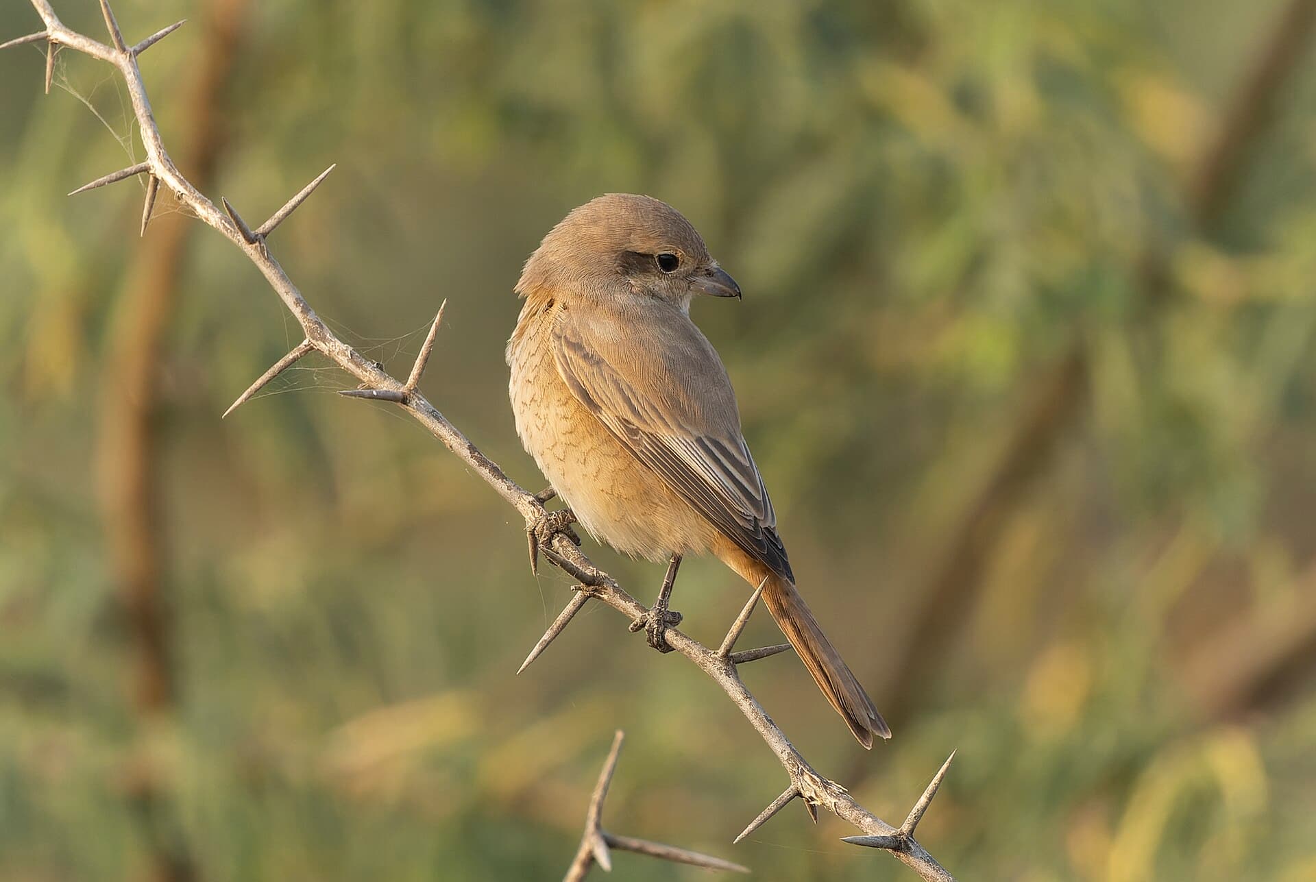 Daurische Klauwier (Lanius isabellinus) - Isabelline Shrike in Tal Chhapar Sanctuary November 2025 by Tisha Mukherjee 04