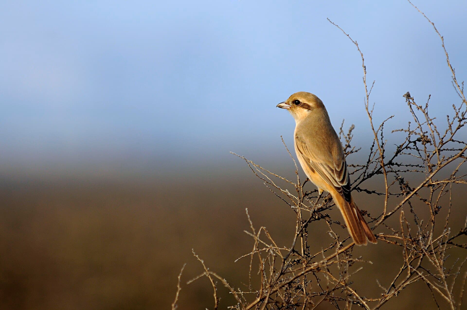 Daurische Klauwier (Lanius isabellinus) - Basai Wetland Gurgaon DSC9388 Isabelline shrike