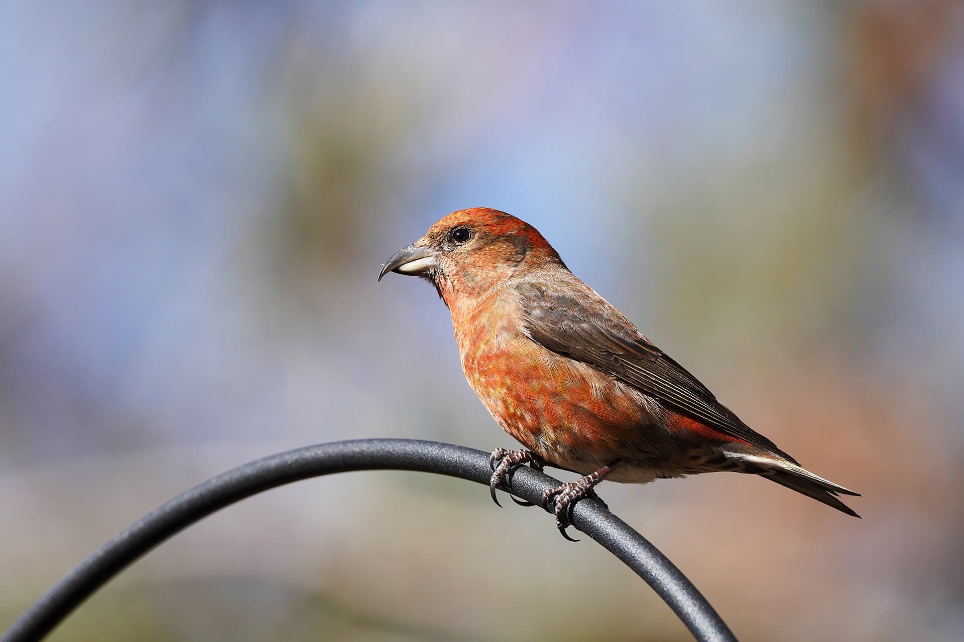 Dennenpapegaai (Loxia curvirostra) - Red crossbill (53582346437)