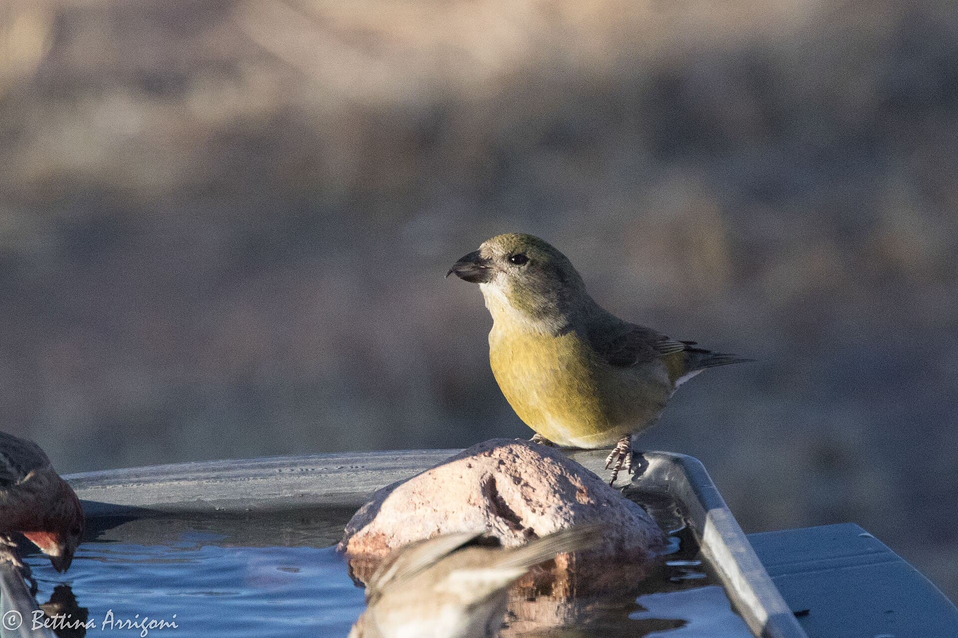 Dennenpapegaai (Loxia curvirostra) - Red Crossbill (female) Rusty's Rodeo NM 2018-01-20 08-57-04 (39136457684)