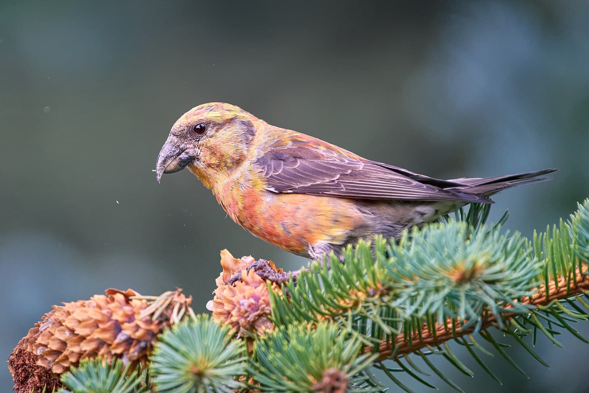 Dennenpapegaai (Loxia curvirostra) - Red crossbill juvenile male (53418704643)