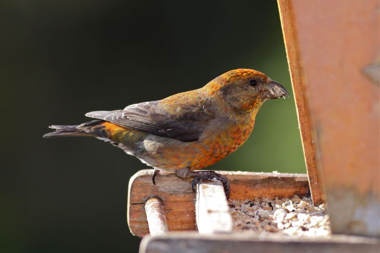 Dennenpapegaai (Loxia curvirostra) - Red Crossbill - male (7246625328)