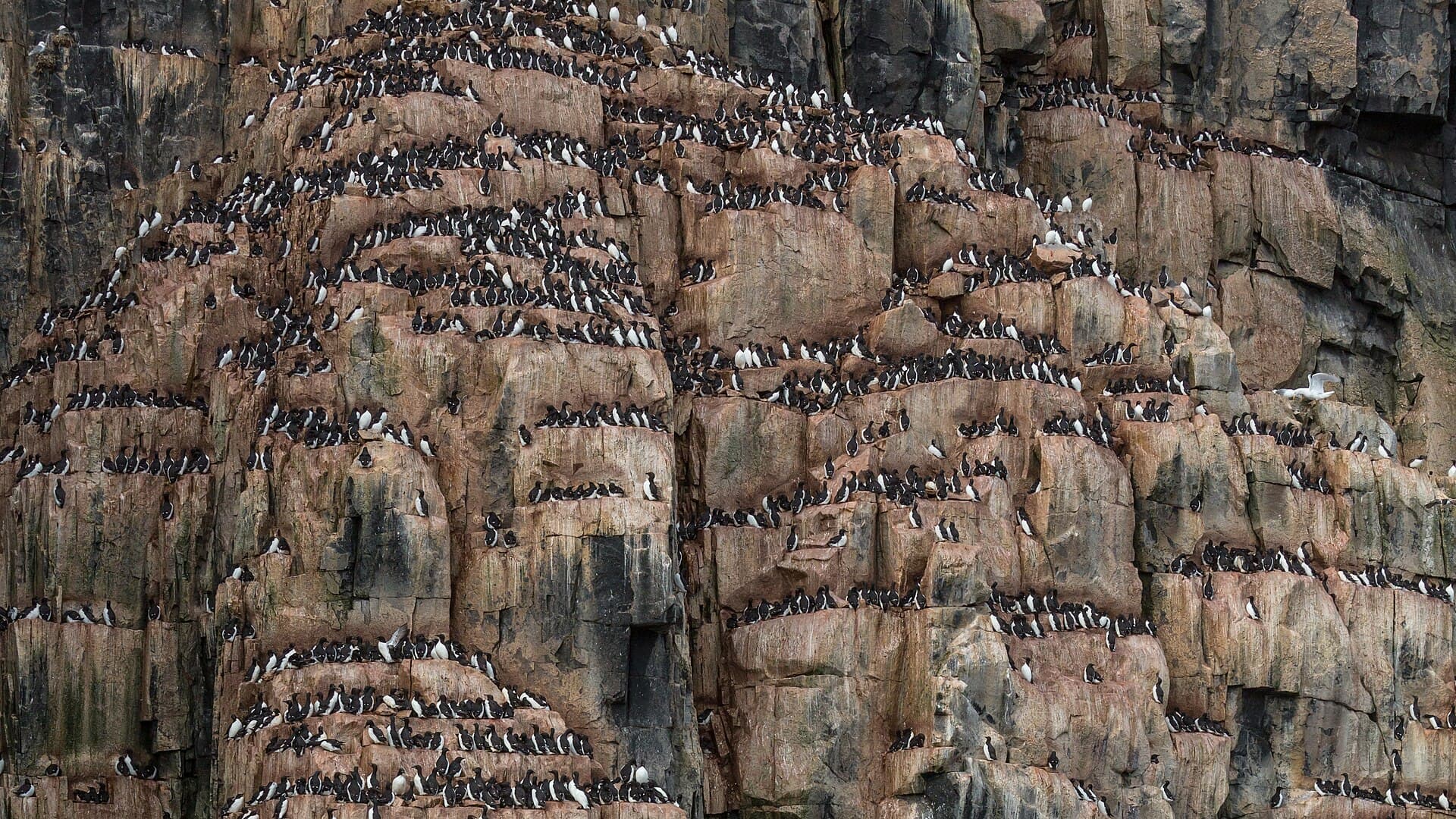 Dikbekzeekoet (Uria lomvia) - A Colony of Brünnich's guillemot (Uria lomvia) at Alkefjellet, Svalbard