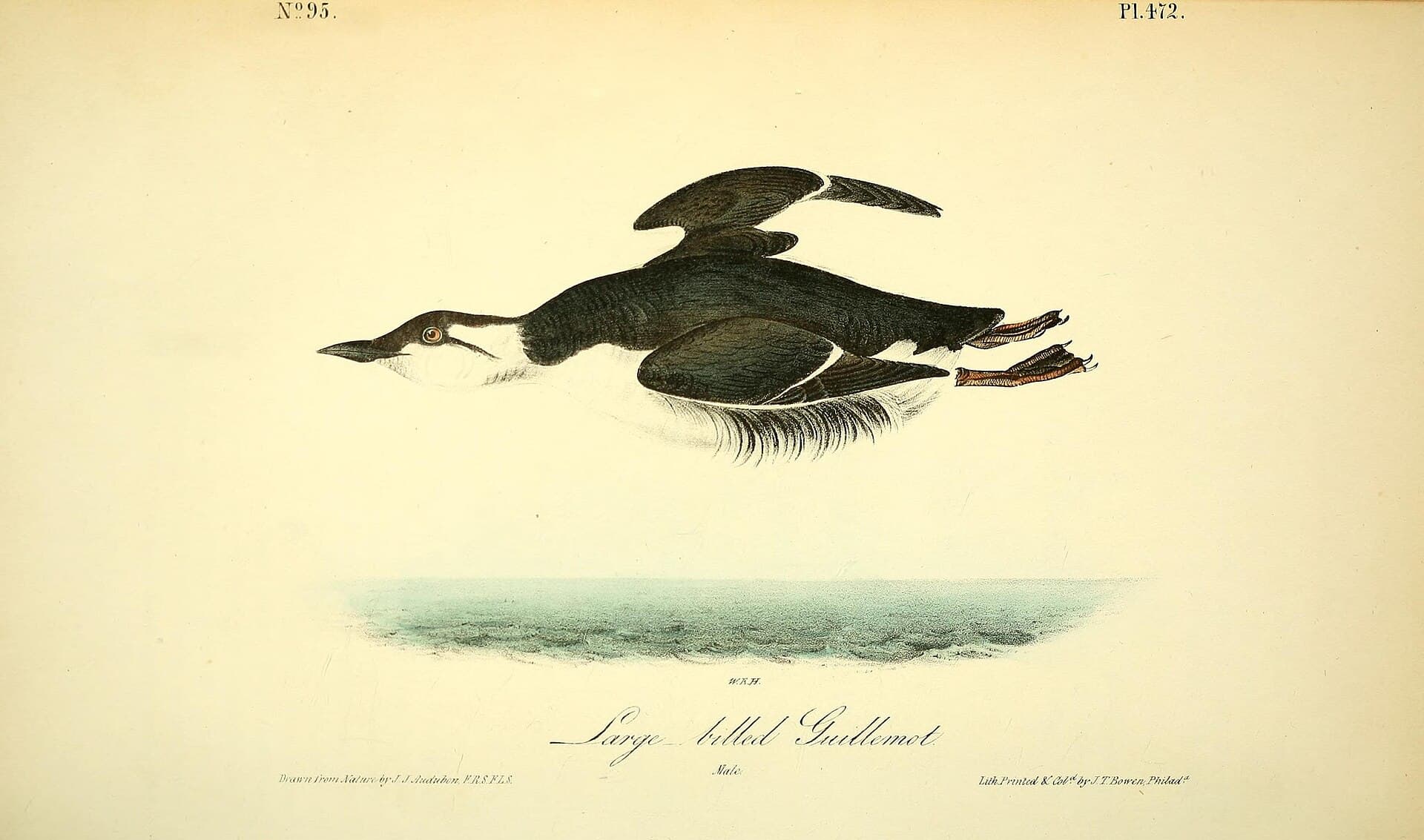 Dikbekzeekoet (Uria lomvia) - The birds of America (Pl. 471) (8595327026)