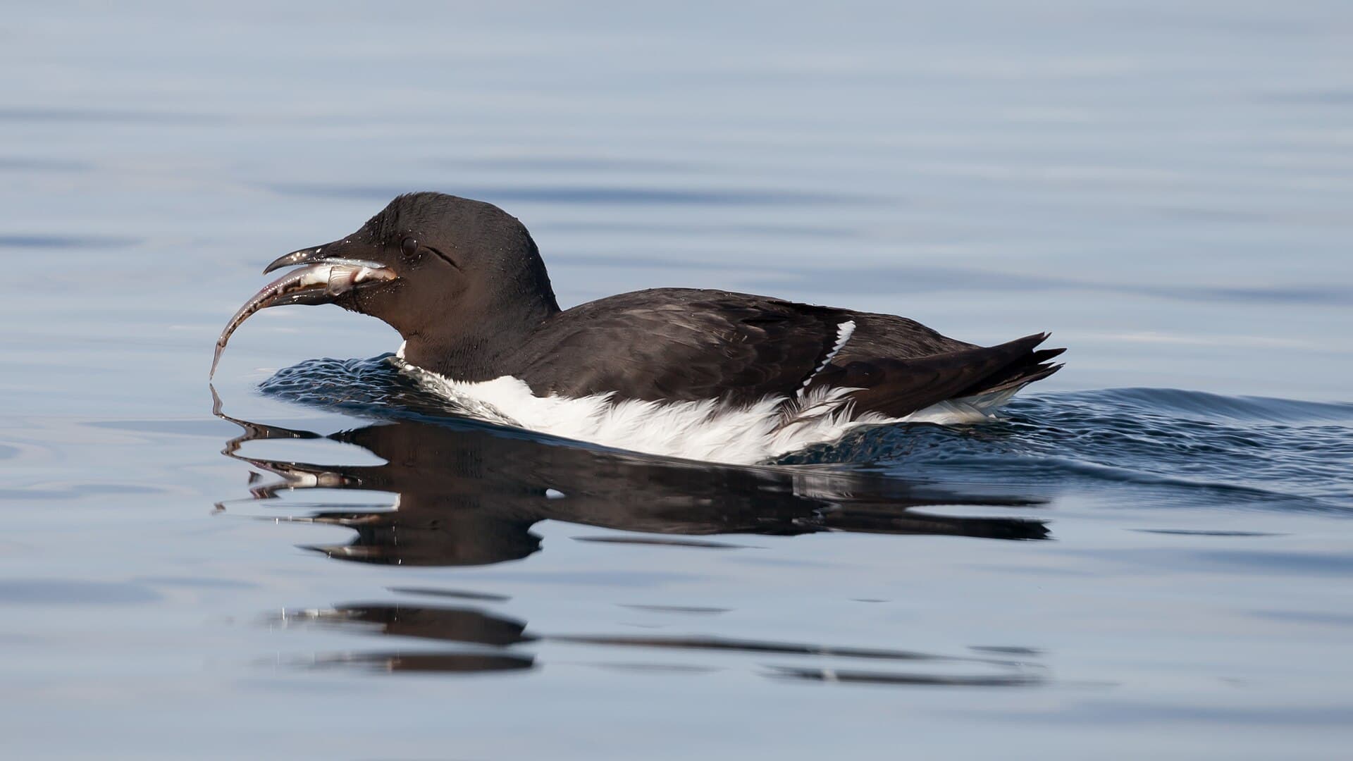 Dikbekzeekoet (Uria lomvia) - A Brünnich's guillemot (Uria lomvia) with prey