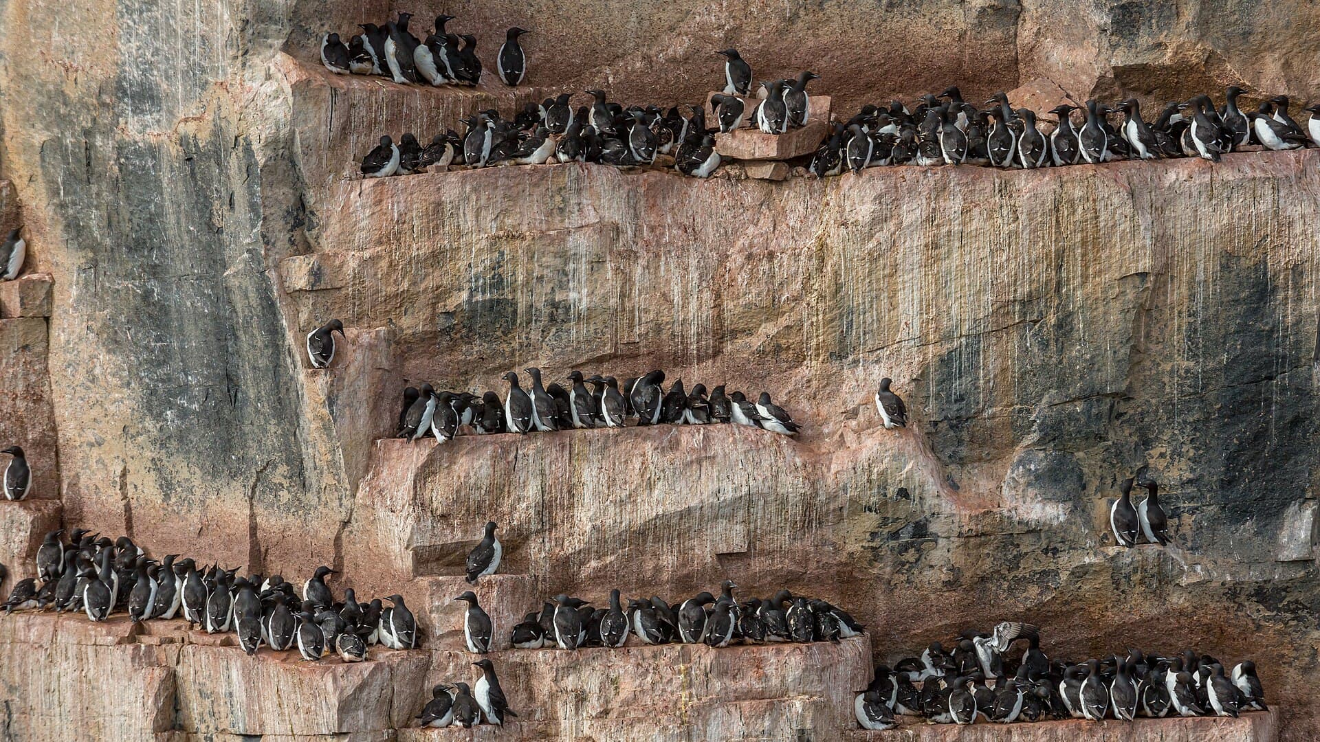Dikbekzeekoet (Uria lomvia) - Alkefjellet at Hinlopenstrait, Svalbard - terraces with breeding Brünnich’s guillemot (2)