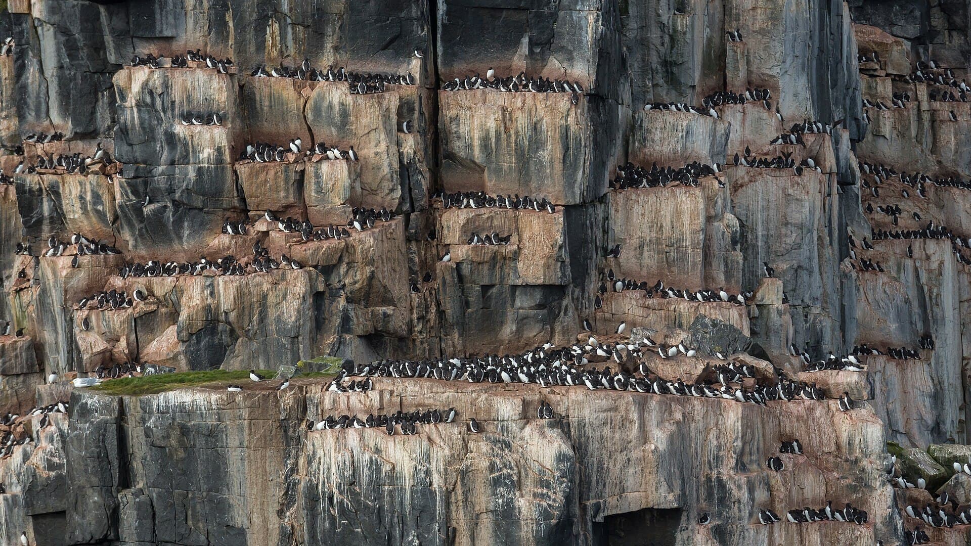 Dikbekzeekoet (Uria lomvia) - Alkefjellet at Hinlopenstrait, Svalbard - terraces with breeding Brünnich’s guillemot