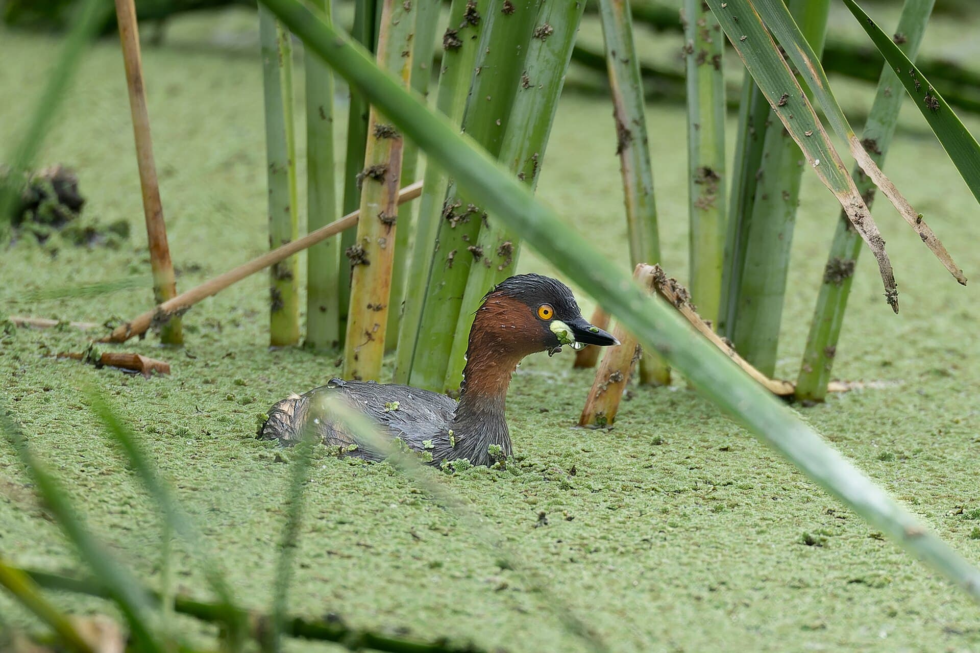 Dodaars (Tachybaptus ruficollis) - Little Grebe by Tisha Mukherjee 31