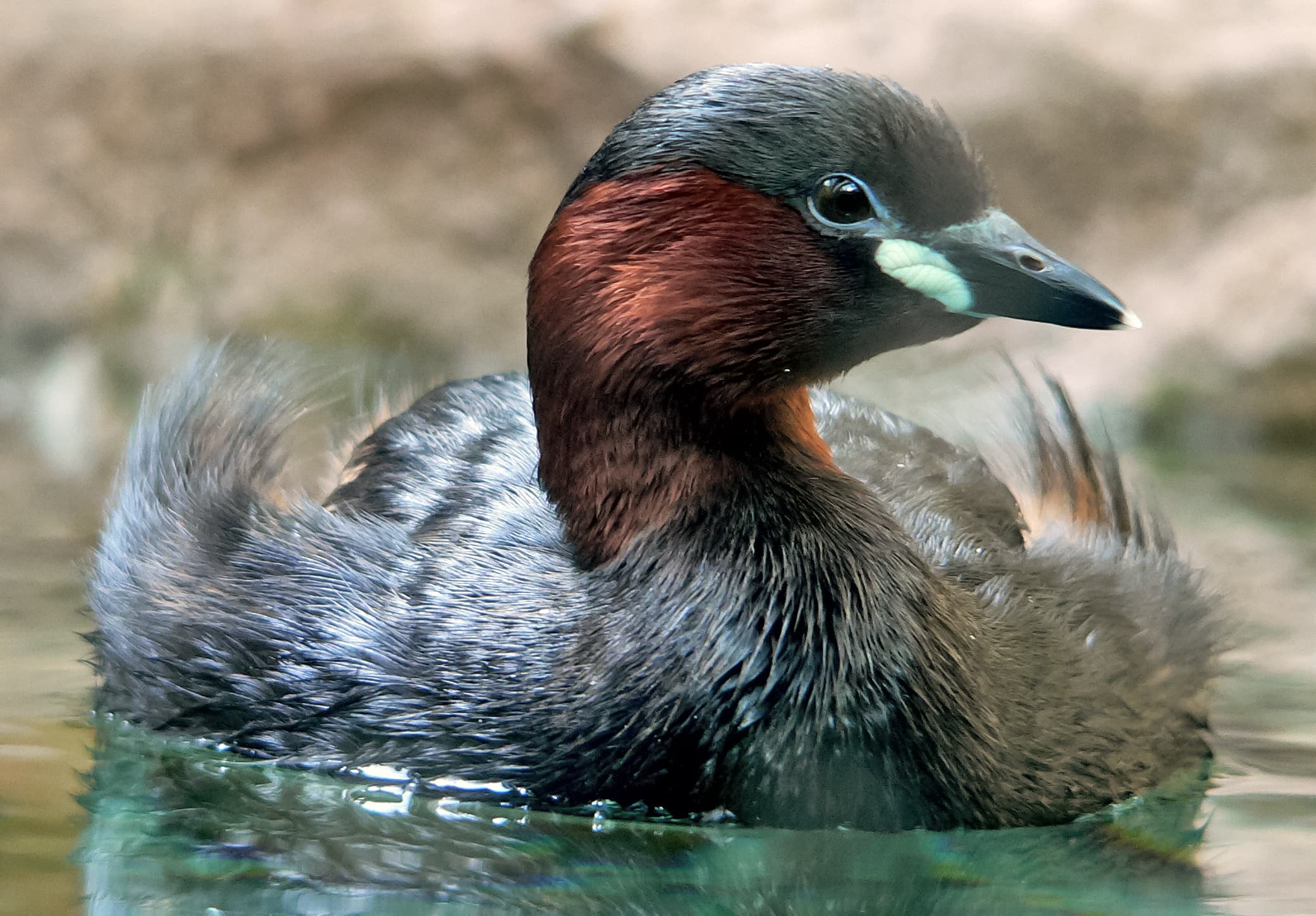 Dodaars (Tachybaptus ruficollis) - Zwergtaucher 060319 3